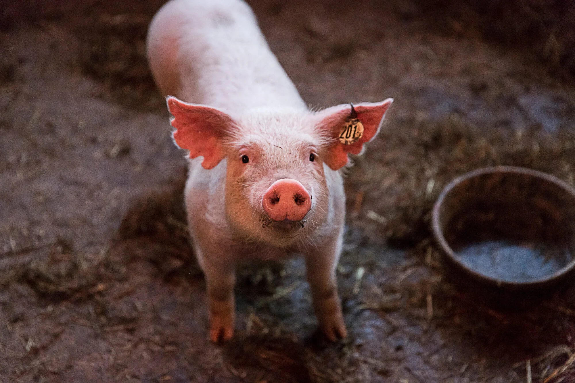 Young pig standing on hay-covered ground, looking up at the camera, with a black feeding bowl nearby.
