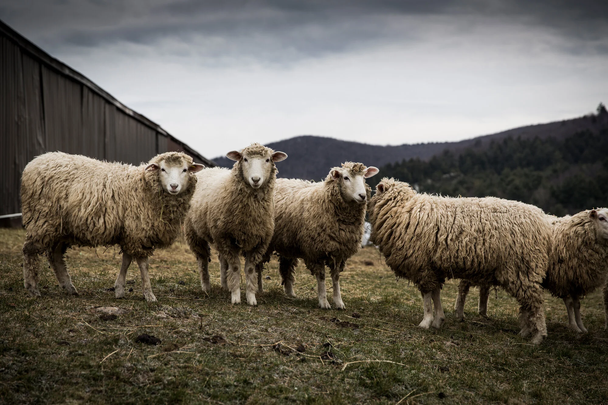 Group of five sheep standing on grass outdoors with a barn on the left and mountains in the background.