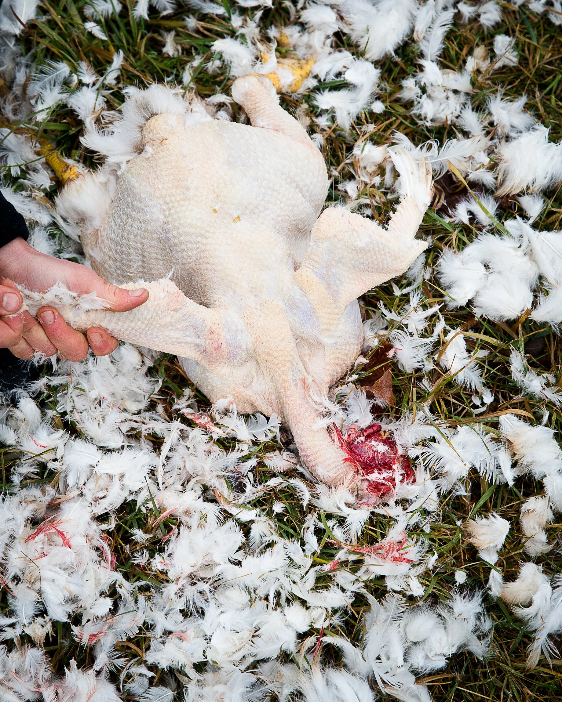 Dead chicken lying on the ground surrounded by white feathers and grass, with a person holding one of its legs.