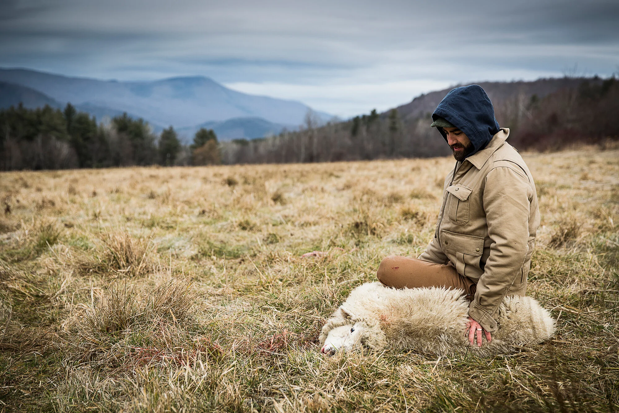 A man kneels in a grassy field next to a fallen sheep with a mountain range in the background. The man is wearing a tan jacket and a hood, and the sheep is white and woolly.