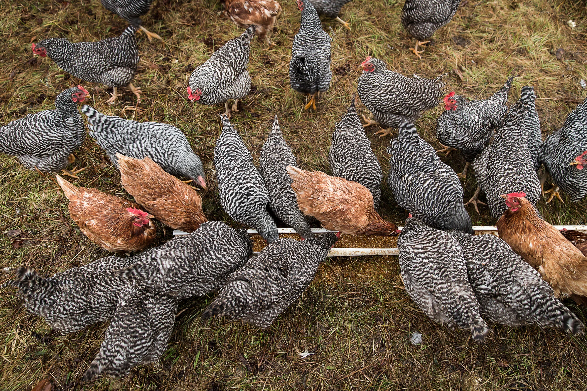 A group of barred rock chickens and a couple of brown chickens gathered around a feeding tray on a grassy ground.