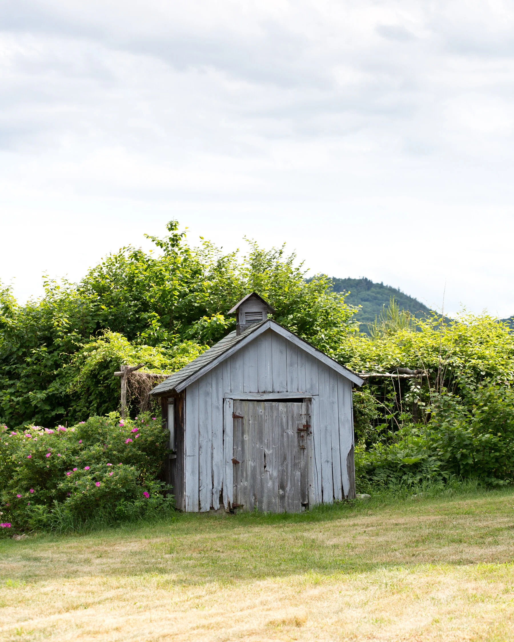Weathered gray wooden shed surrounded by green bushes with pink flowers and lush trees in the background under a cloudy sky.