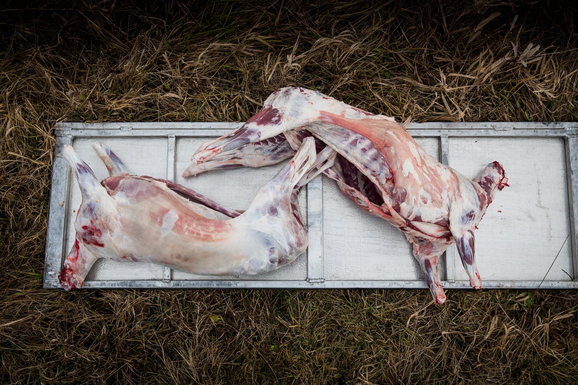 Two slaughtered animals carcasses lying on a metal tray outdoors on grass.