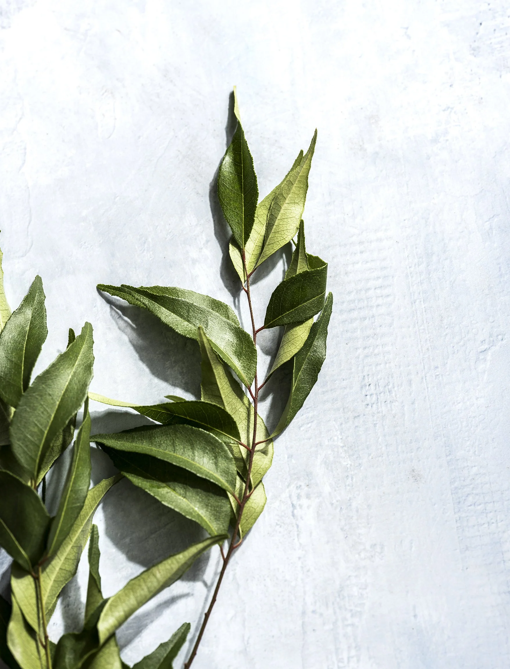 Curry leaves from the curry tree, photographed for a cookbook.