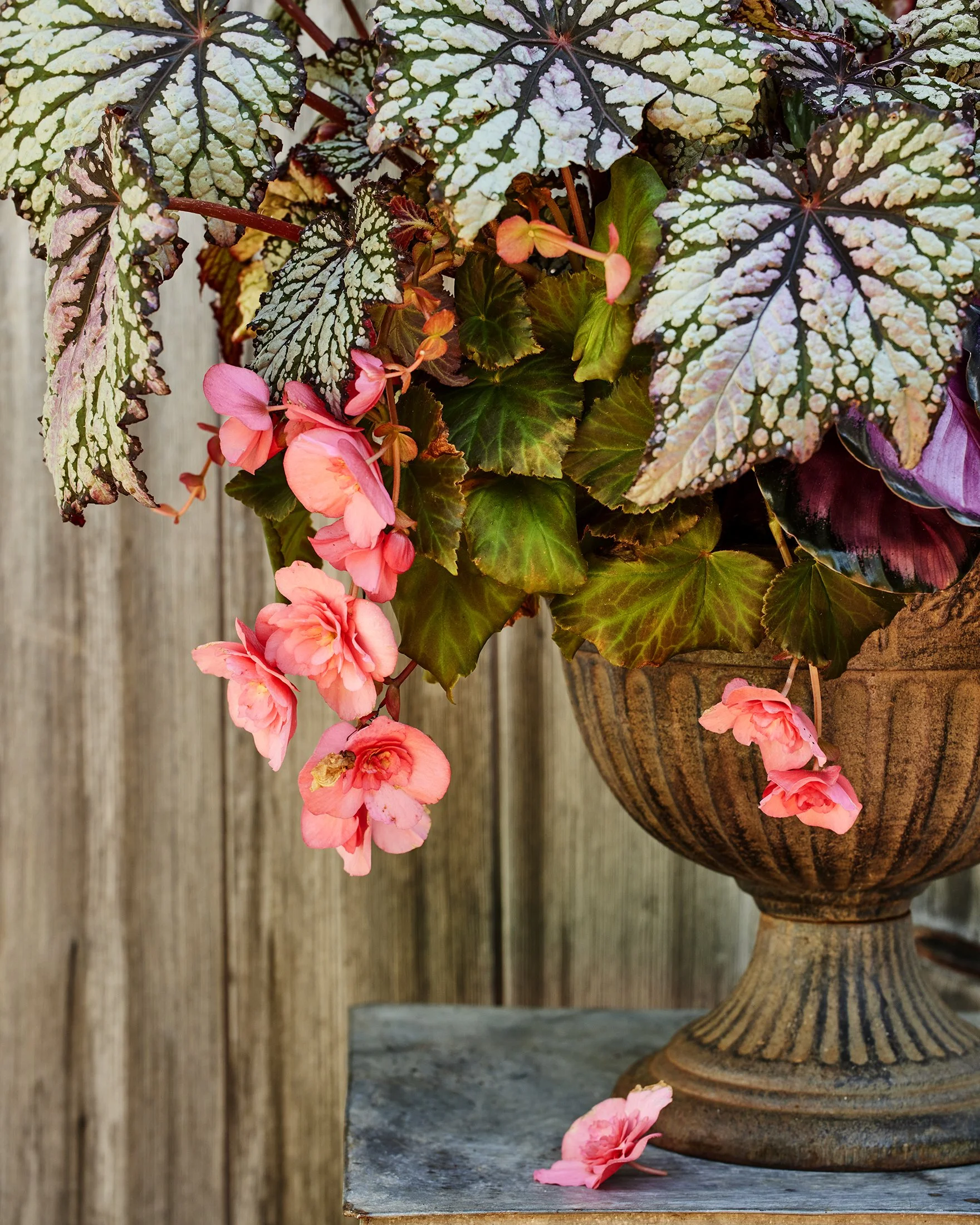 Begonias in a galvanized garden vase on a zinc table. 