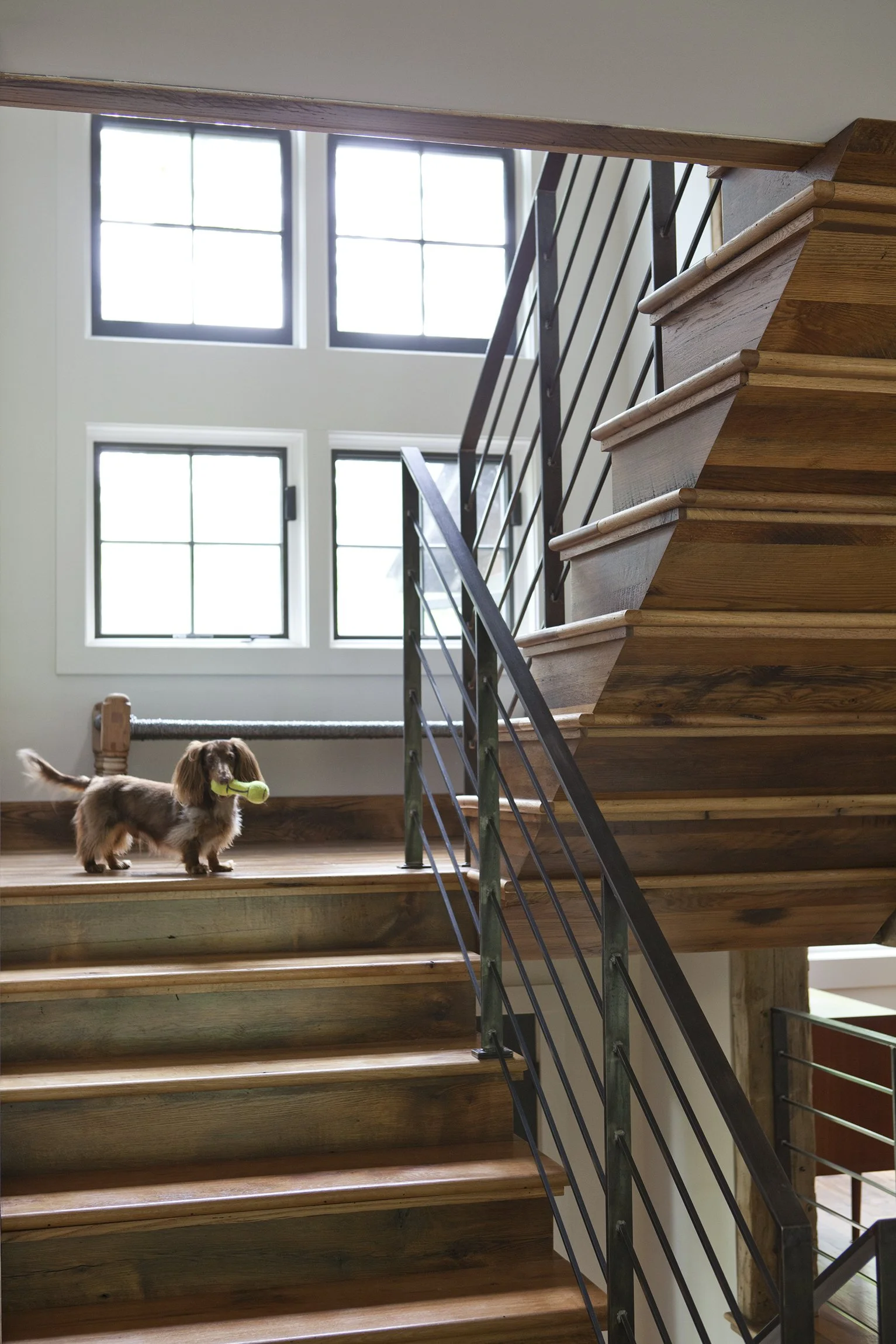 Small brown dachshund puppy with long ears and a green toy in its mouth standing on wooden staircase inside a house with large windows.