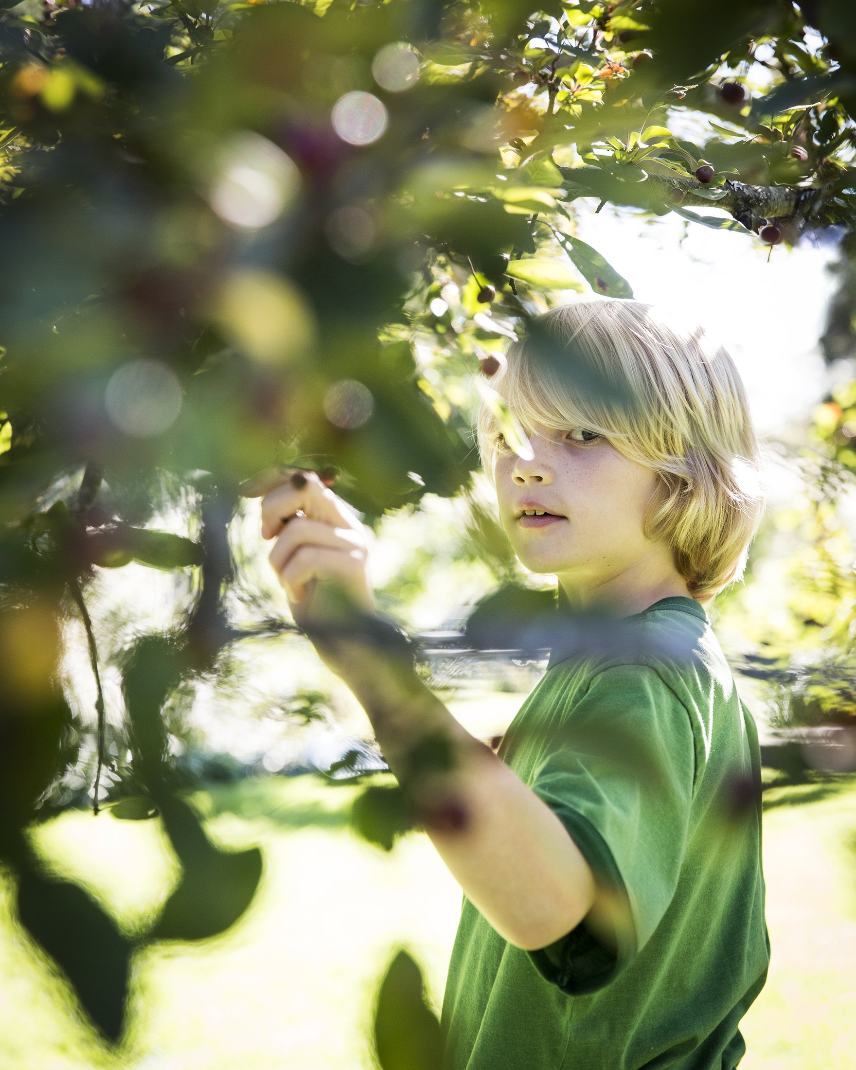 A young boy with blonde hair and a green shirt picking apples in an orchard.