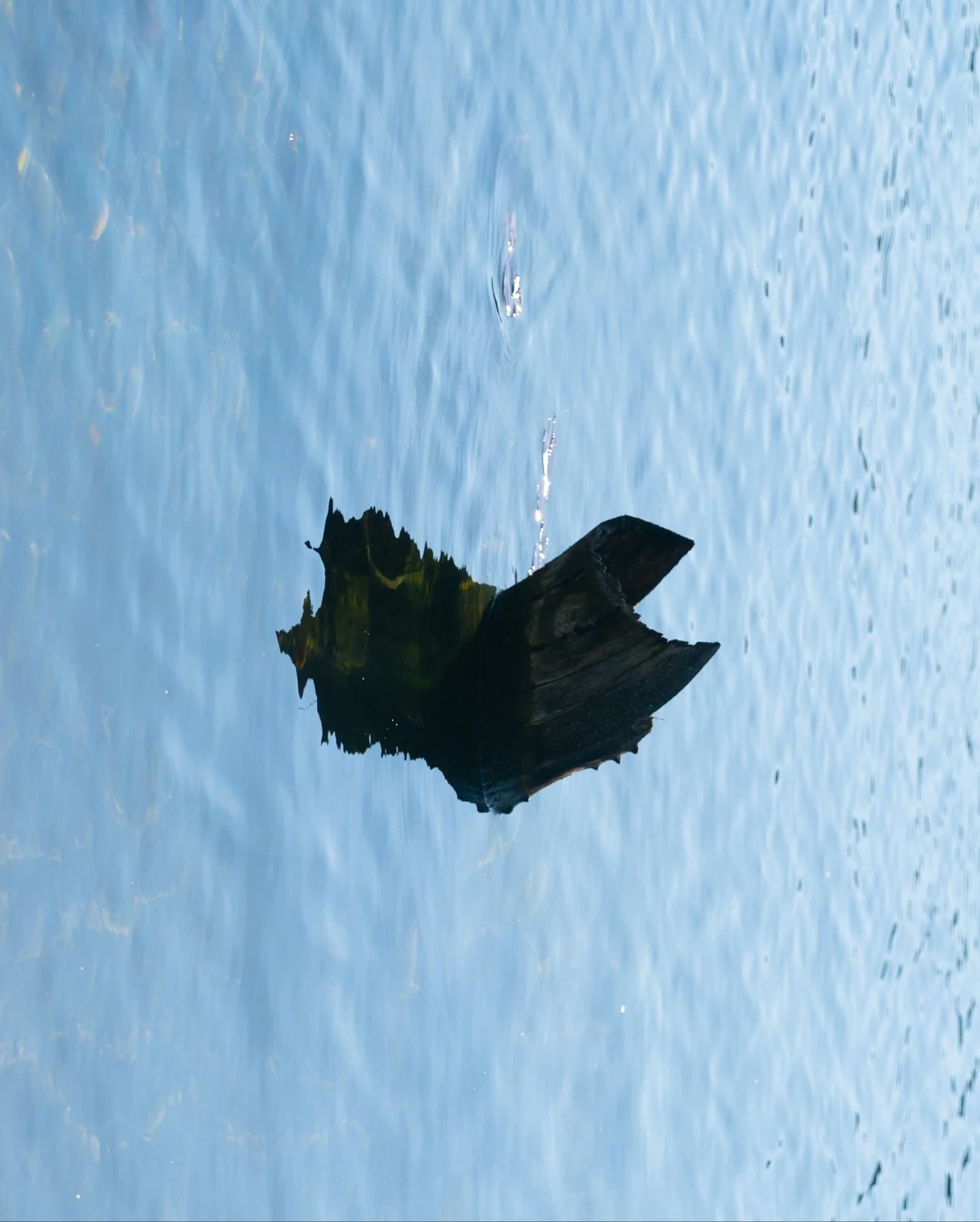 I spy with my Lyon eye. 

A few snaps from a quick trip across the puddle 🎣