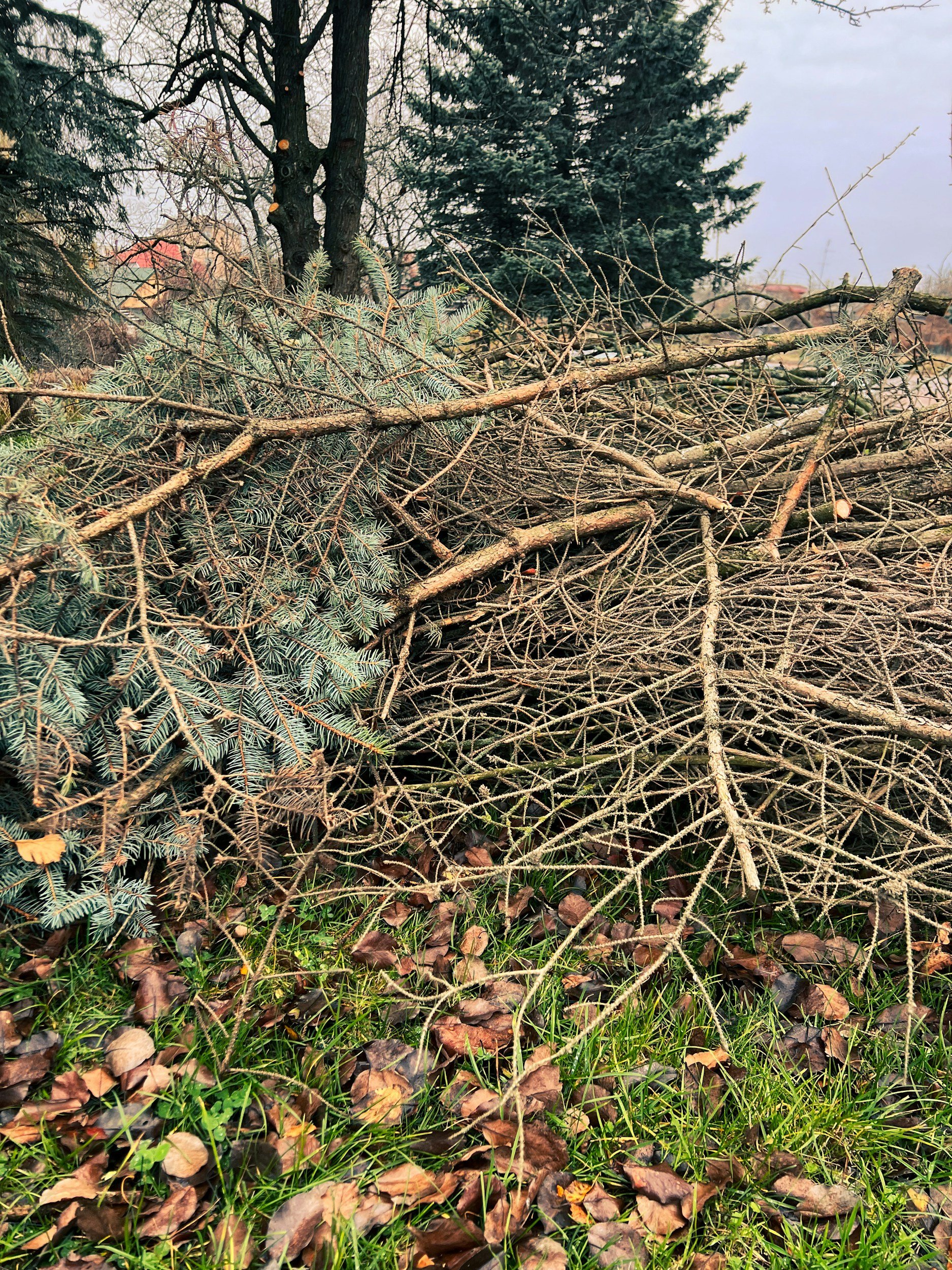 Dump Cincinnati For Yard Debris