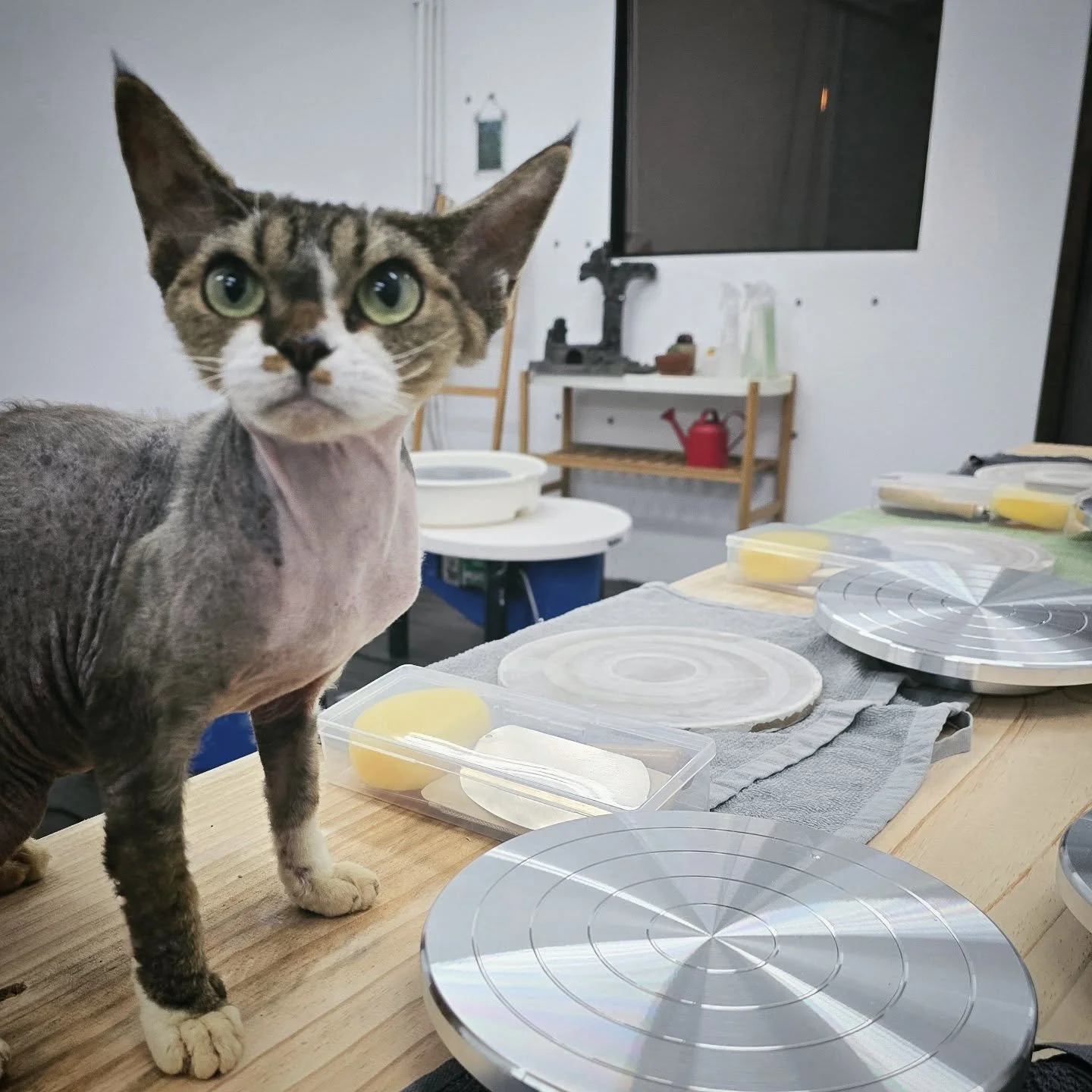 呢個認真嘅樣就係我哋嘅首席監工喇😼💕
經過大家嘅努力，新陶瓷工作室終於ready！
新冷氣夠晒涼、空間夠晒靚
明天正式開工，心情超級興奮呀！🎉

🎨 陶瓷工作坊現正招生！
📅 小班教學，適合新手同進階學員
🪴 體驗手捏、拉坯、等不同技巧
✨ 親手造出獨一無二嘅陶瓷作品

想book堂或者了解更多？
💬 DM我哋查詢
📲 Link in bio 預約

多謝一路以嚟嘅支持😽
一齊見證新階段嘅開始啦✨

#新開始 #陶瓷工作室 #陶瓷課程 #陶藝班 #手作體驗 #香港陶瓷 #工作坊