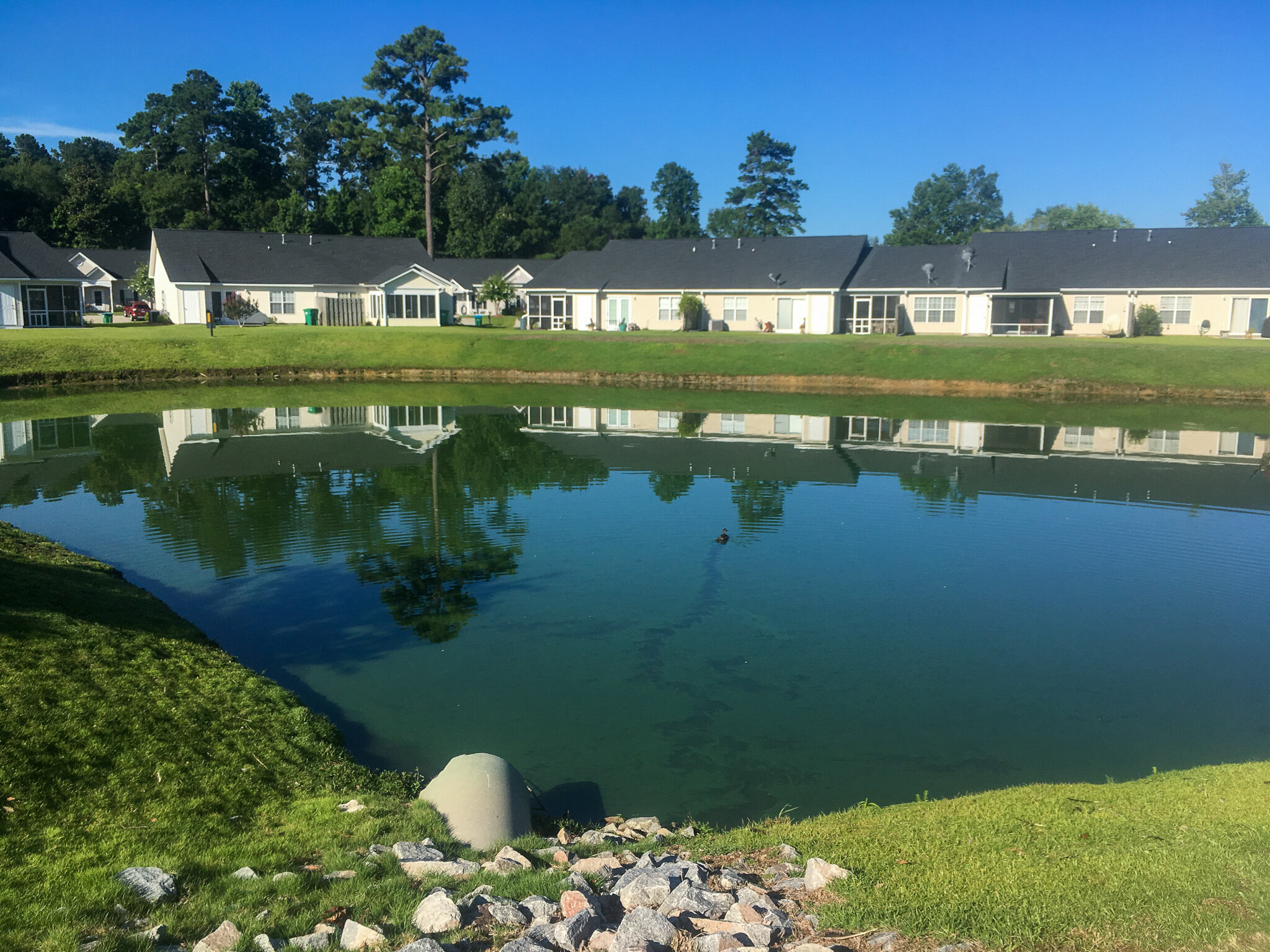 Pond Algae Safety: Summer — Dragonfly Pond Works