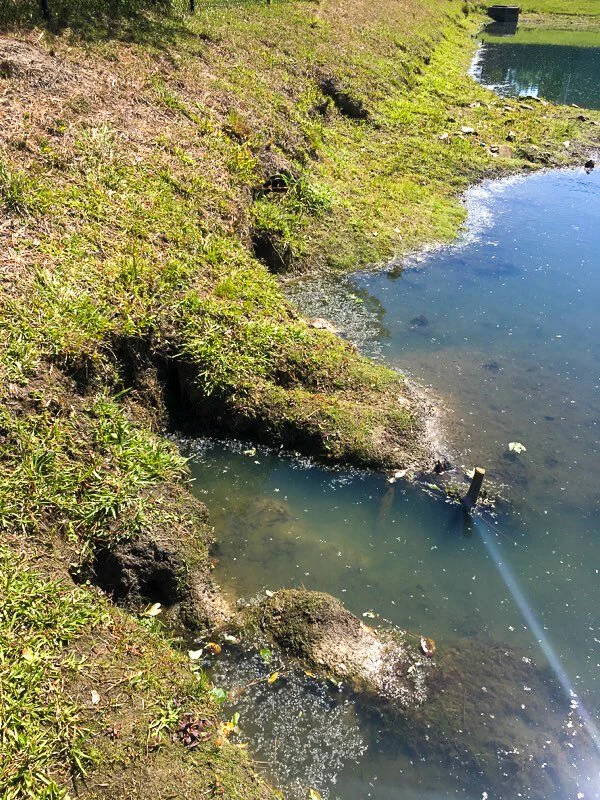 Muskrat Pond Damage Avoiding Damage and Costly Repairs — Dragonfly