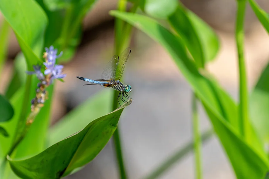 Natural Mosquito Control for Stormwater Devices — Dragonfly Pond Works