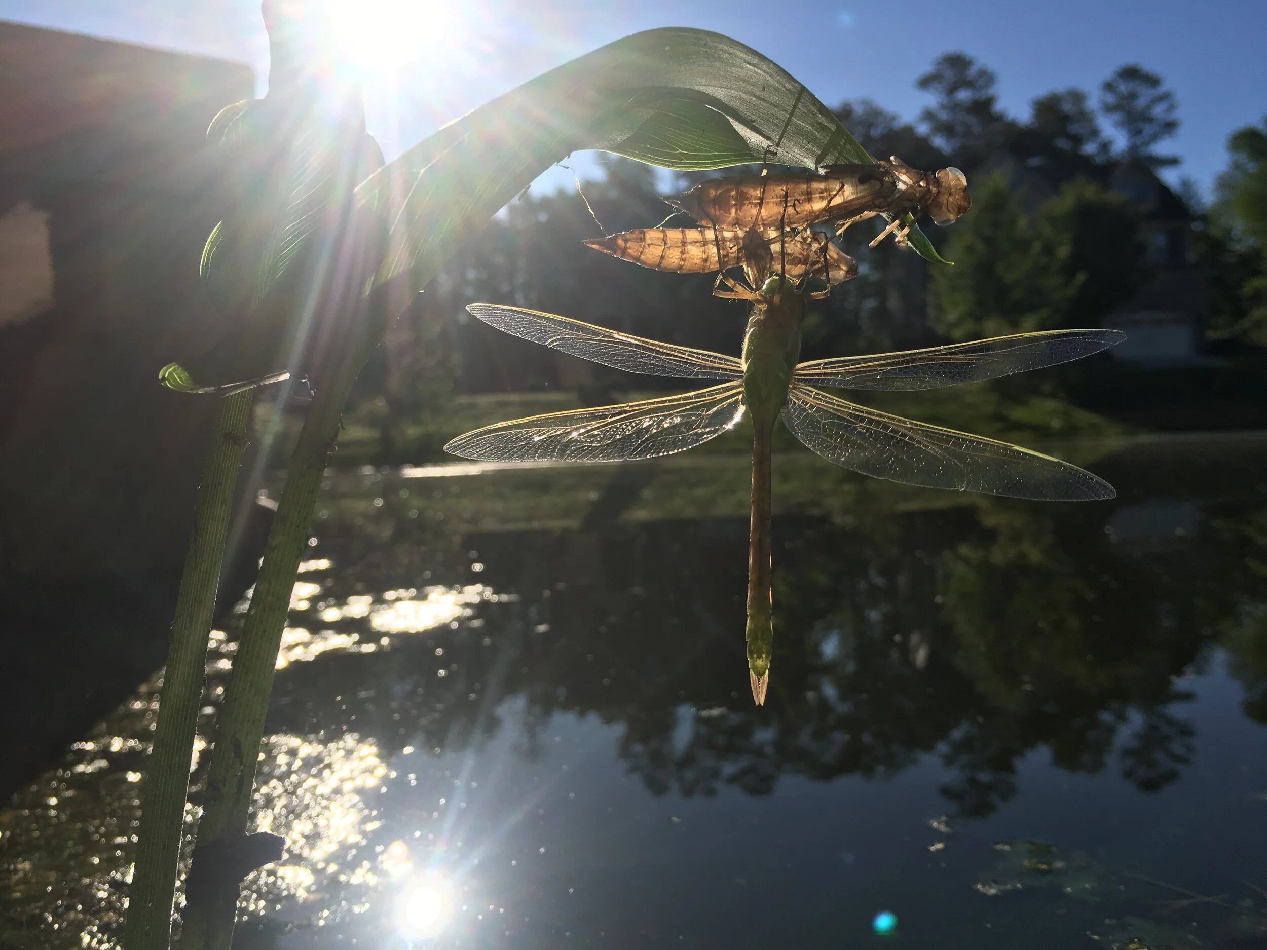 Natural Mosquito Control For Stormwater Devices Dragonfly Pond Works