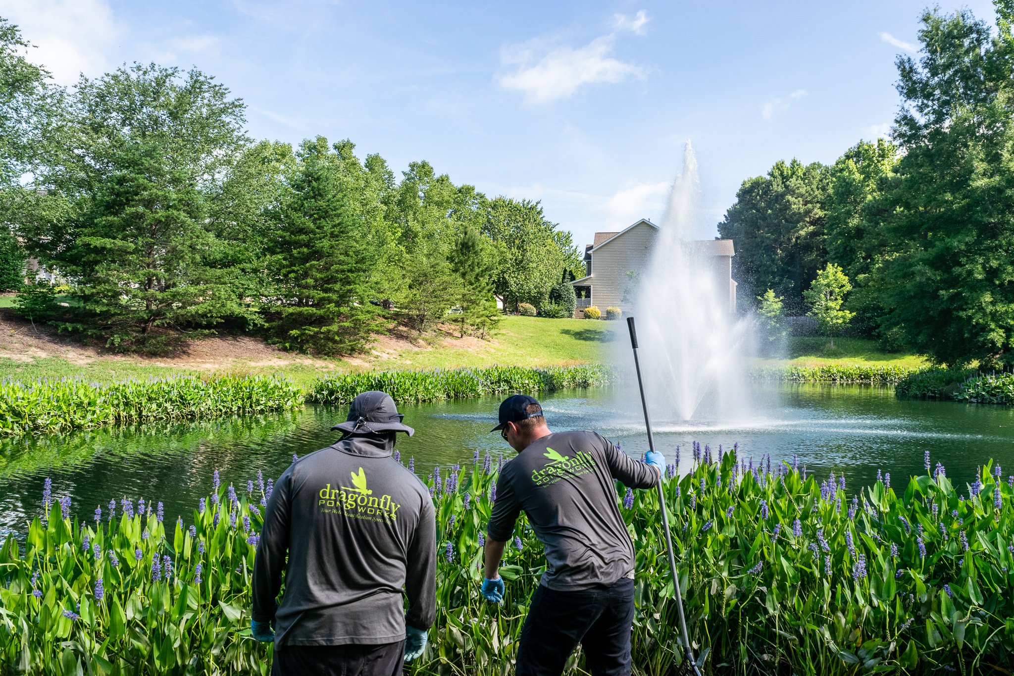 Aquatic Planting Charleston: Boosting Stormwater Compliance & Pond Health