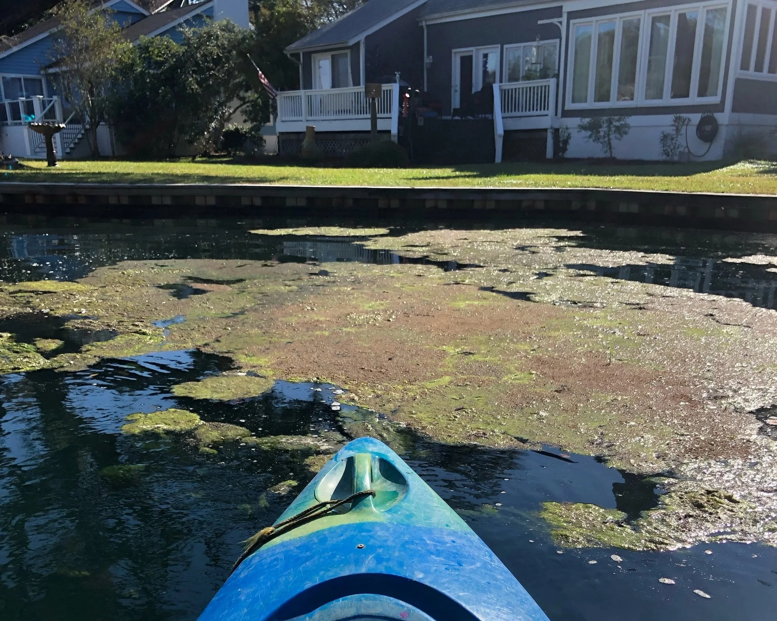 Filamentous Algae &amp; Azola