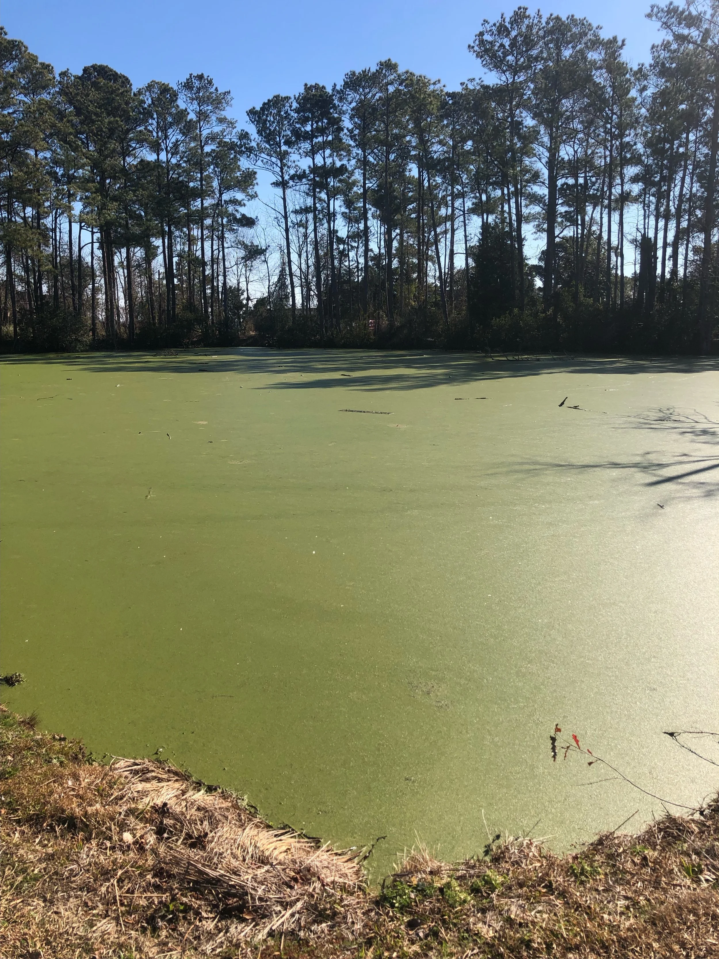 Duckweed