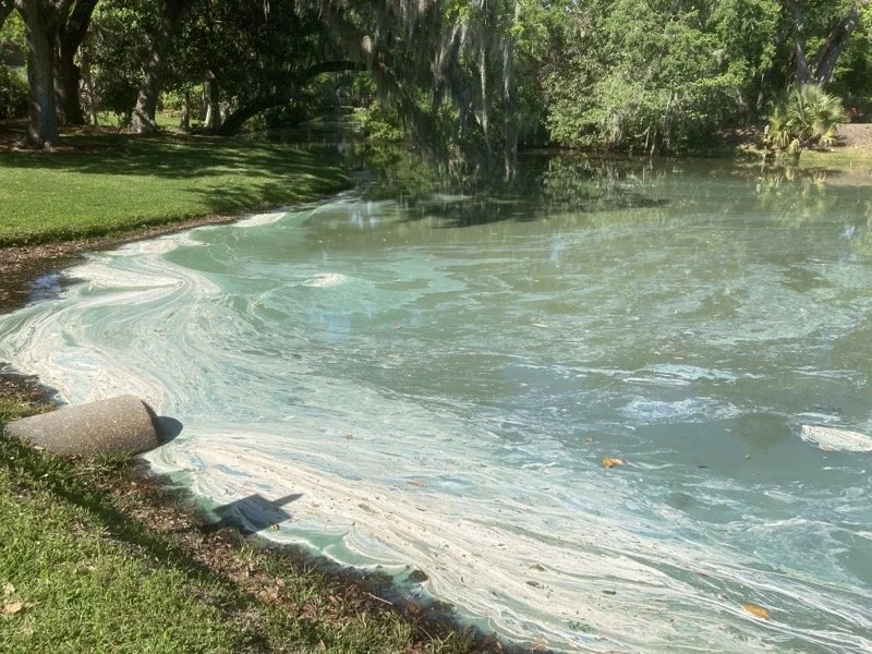 Blue Green Algae - Cyanobacteria variation