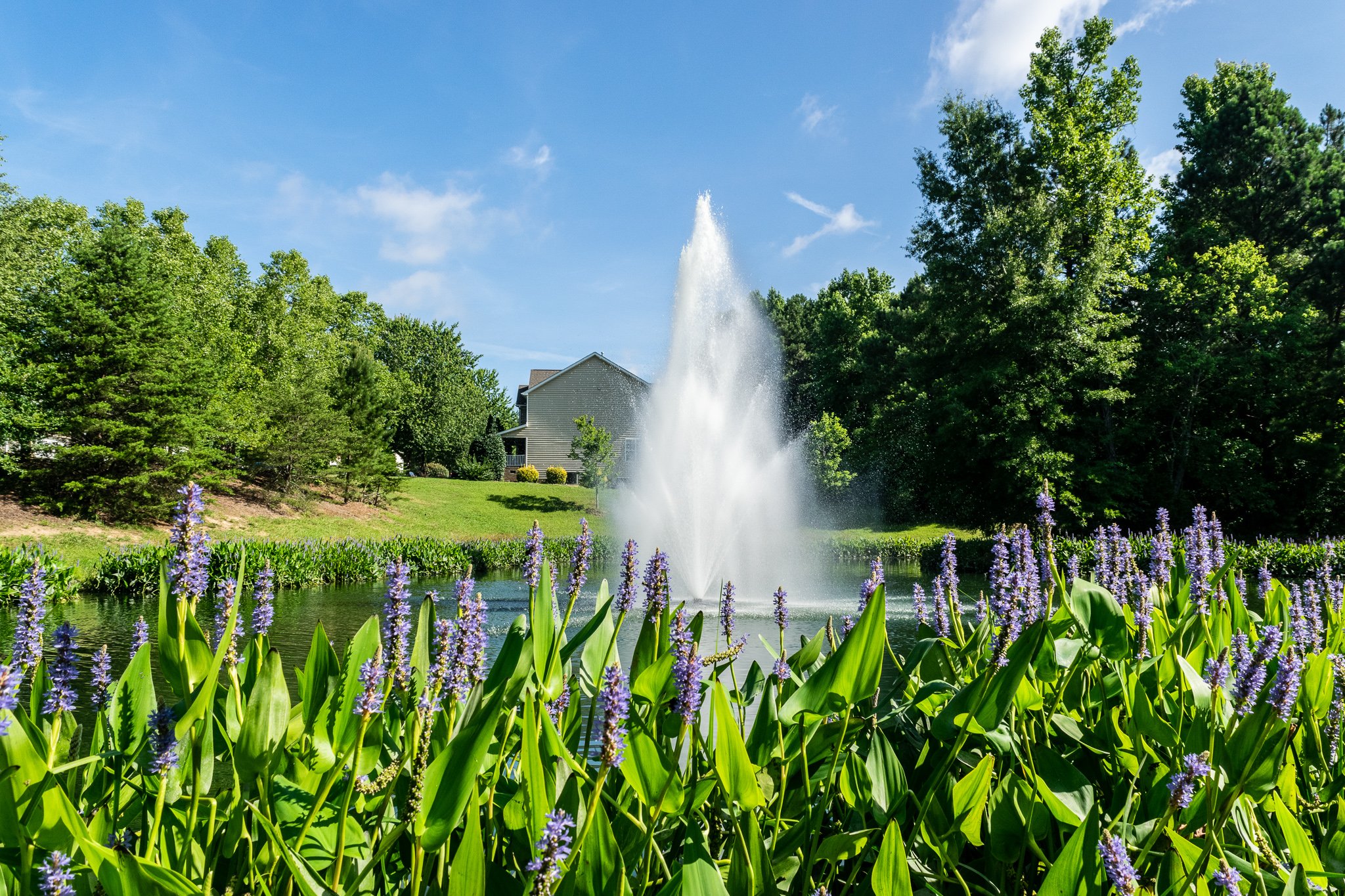 Myrtle Beach routine HOA pond maintenance resulted in a thriving pickerel weed buffer and large fountain in a beautiful community pond.
