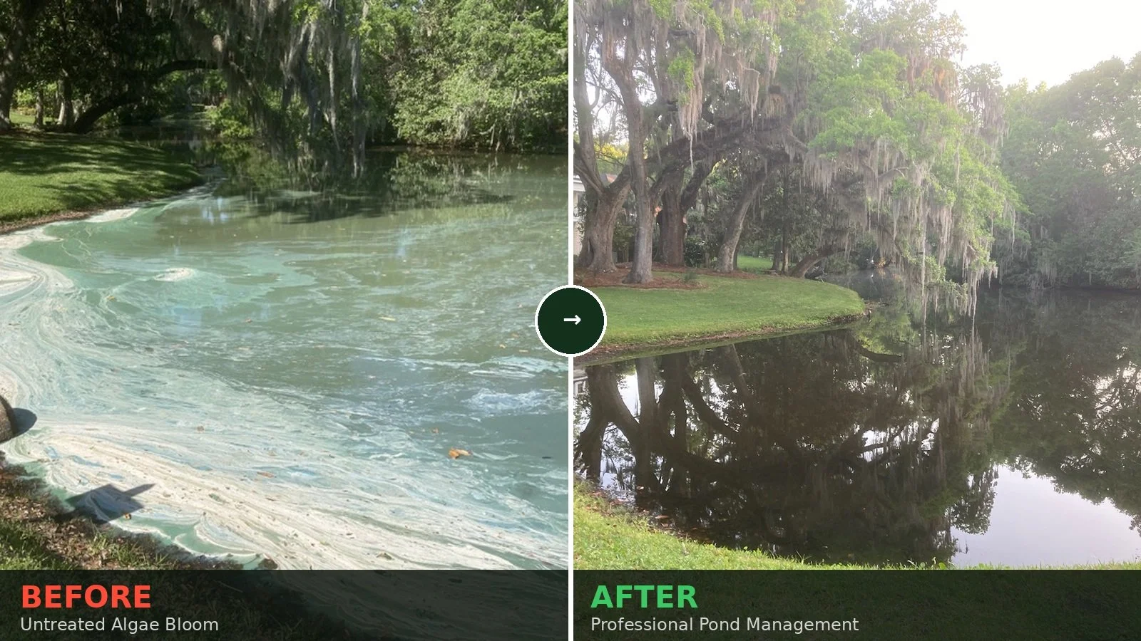 Stormwater Pond before and after example. Before shot is a muggy pond full of cyanobacteria while the after shot is a clear water pond without cyanobacteria.