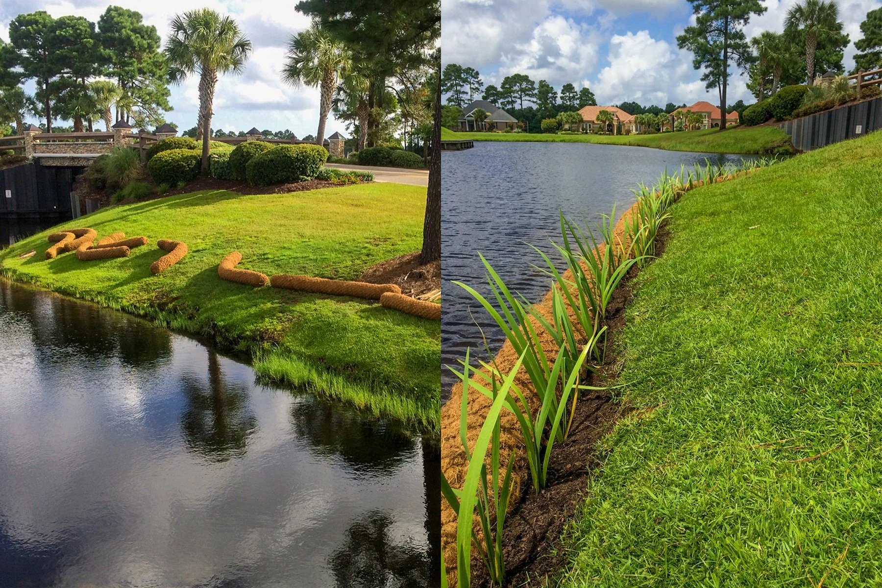 Before and after of an eroded retention pond shoreline (left) and the restored shoreline through coir logs and native aquatic plants.