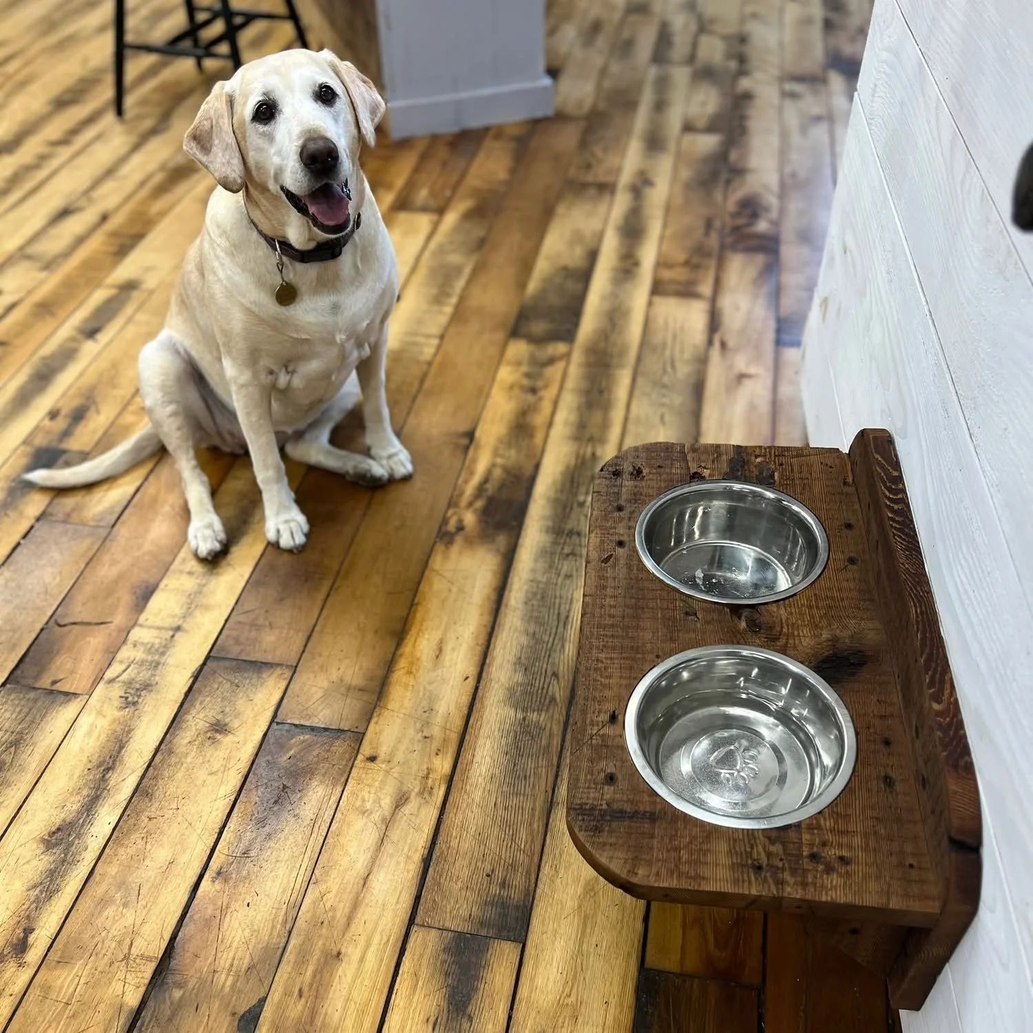 dog dish class1.jpg