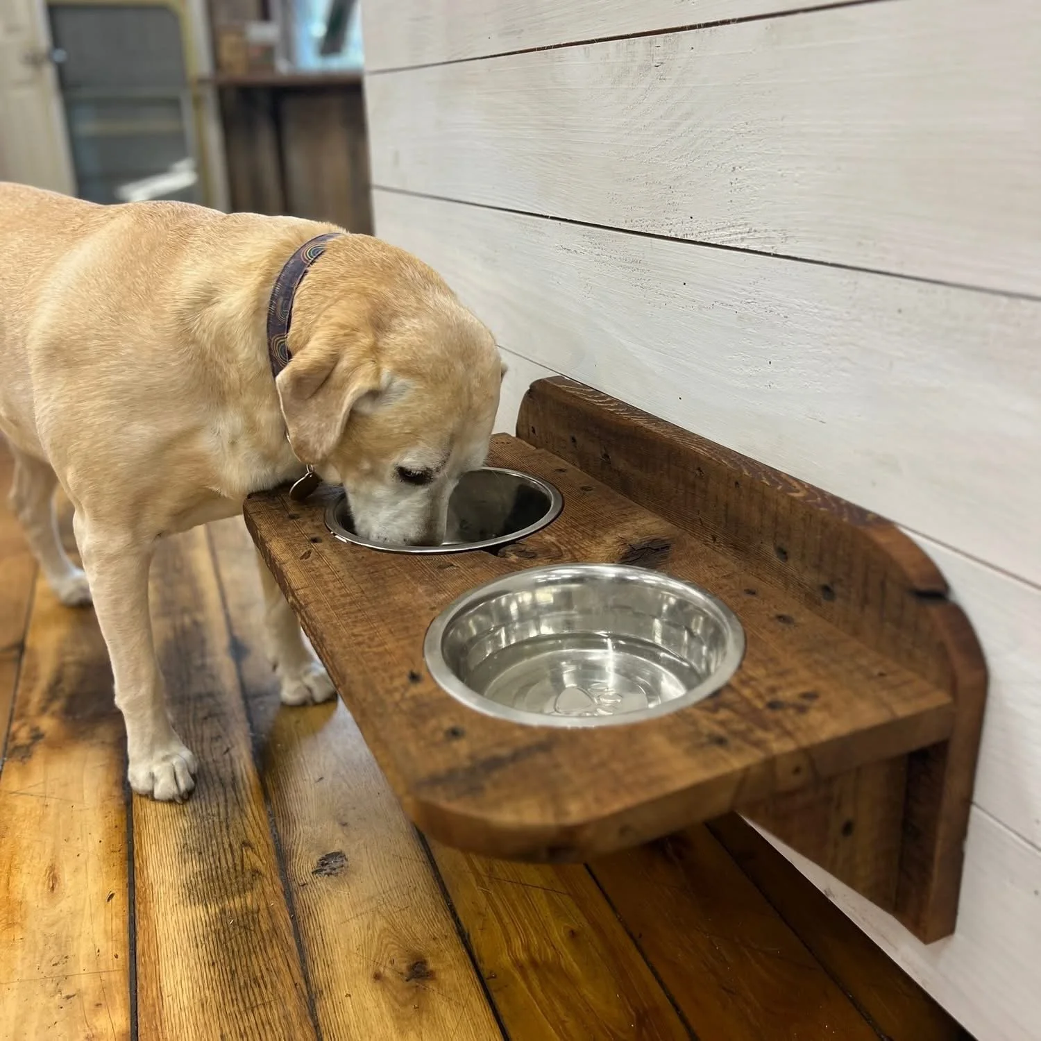 dog dish class2.jpg