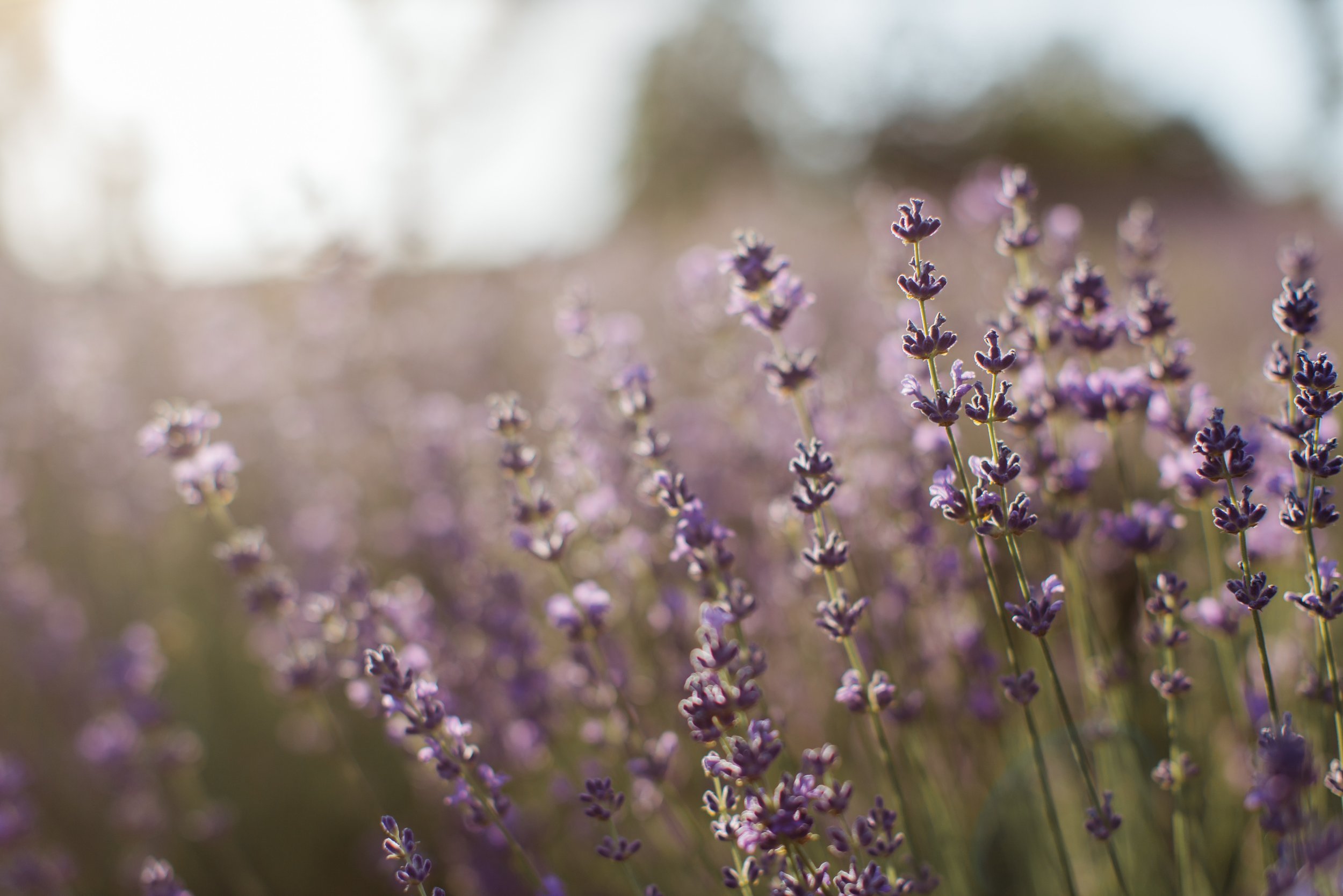 field of lavender