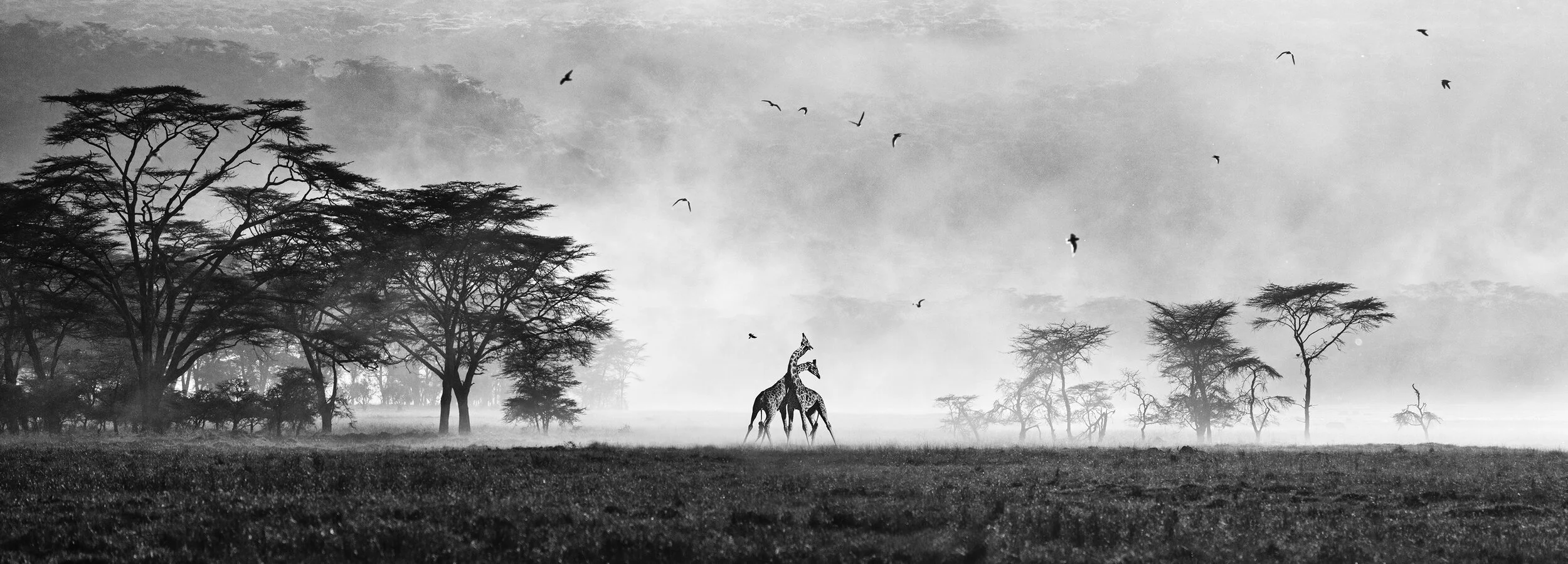 giraffes21.jpg