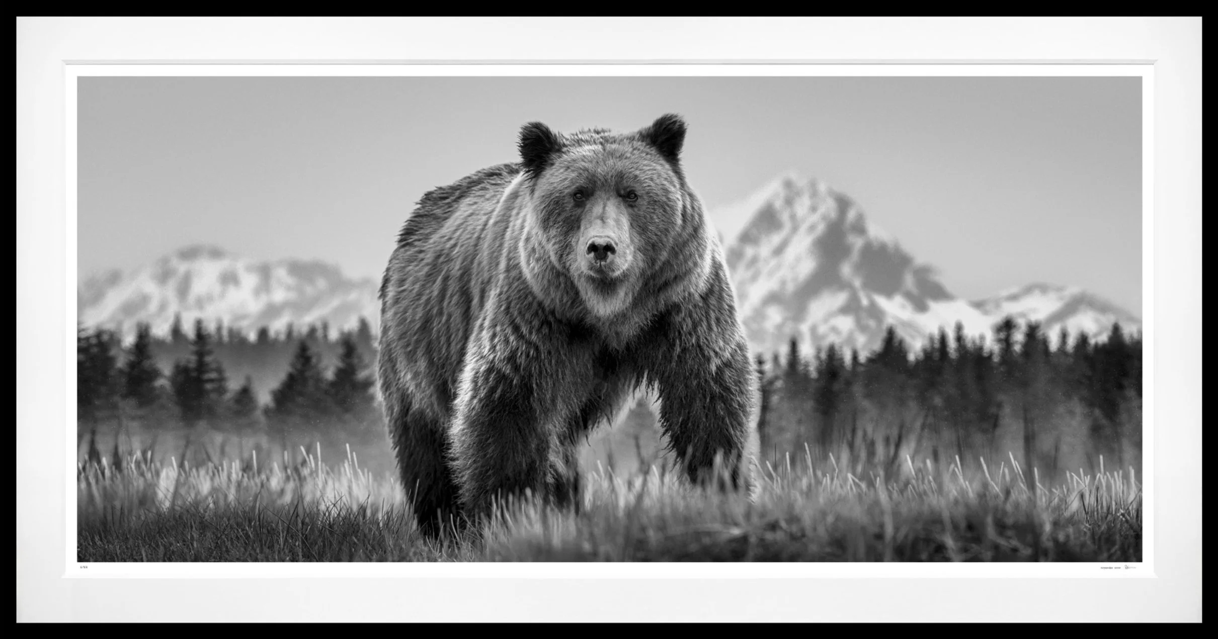 David_Yarrow_Cocaine_Bear_Frame.jpg