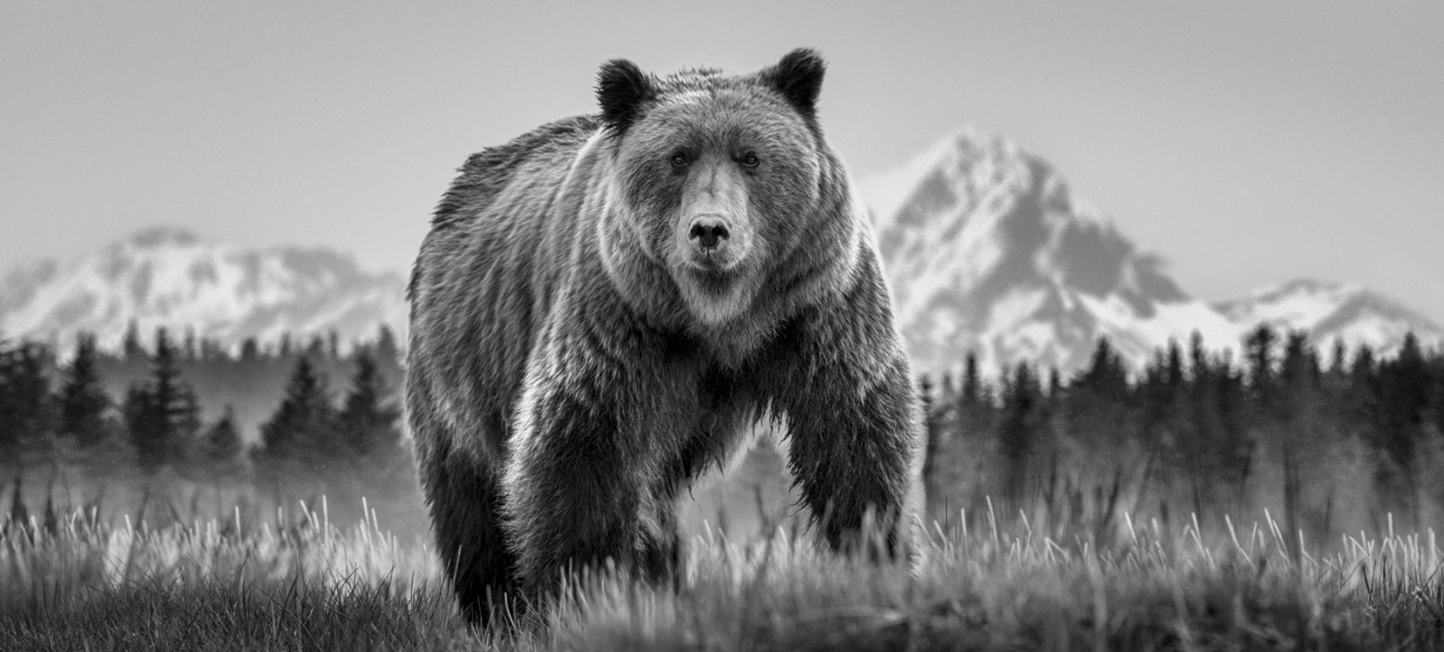David_Yarrow_Cocaine_Bear_Crop.jpg
