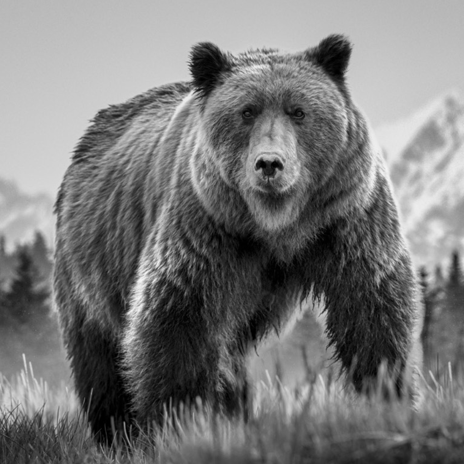 David_Yarrow_Cocaine_Bear_Detail.jpg