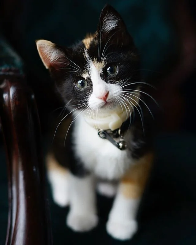 Meet Miss Atticus. My new assistant.