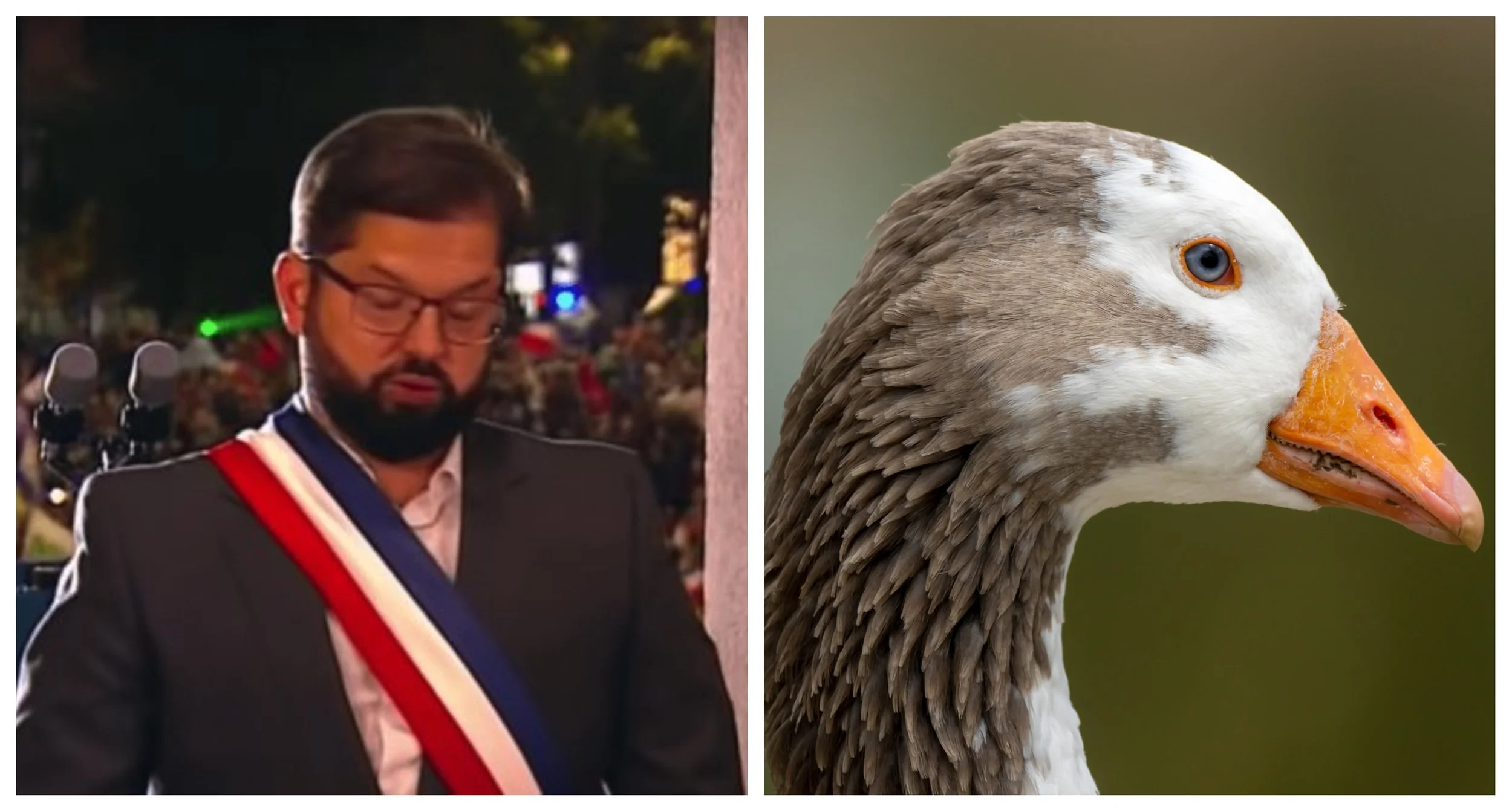 "Ministerio del ganso": Los graciosos comentarios de los cibernautas frente a la descarga de pornografía descubierta en la Subsecretaría de Hacienda