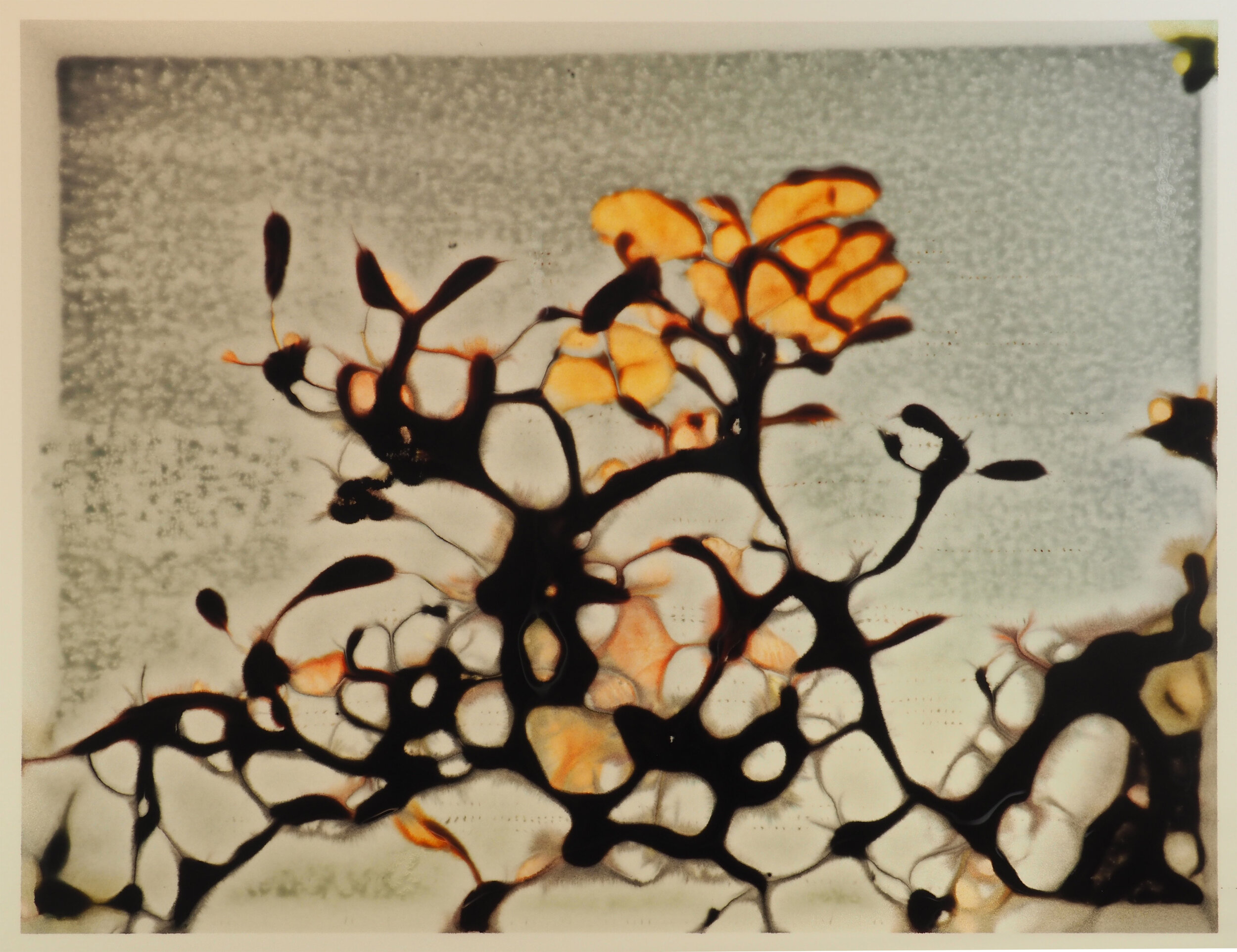 Flower Branch
