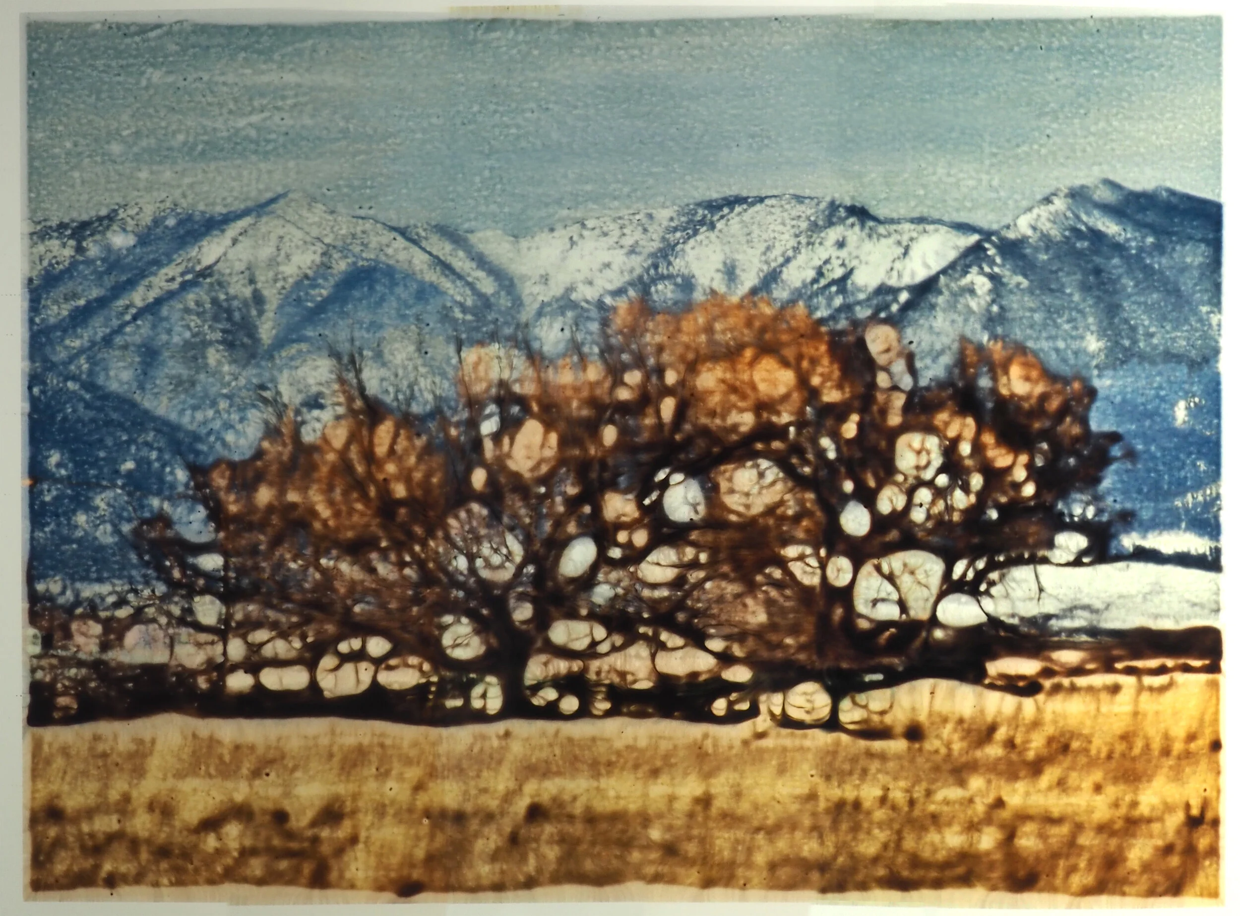 Baker City Tree