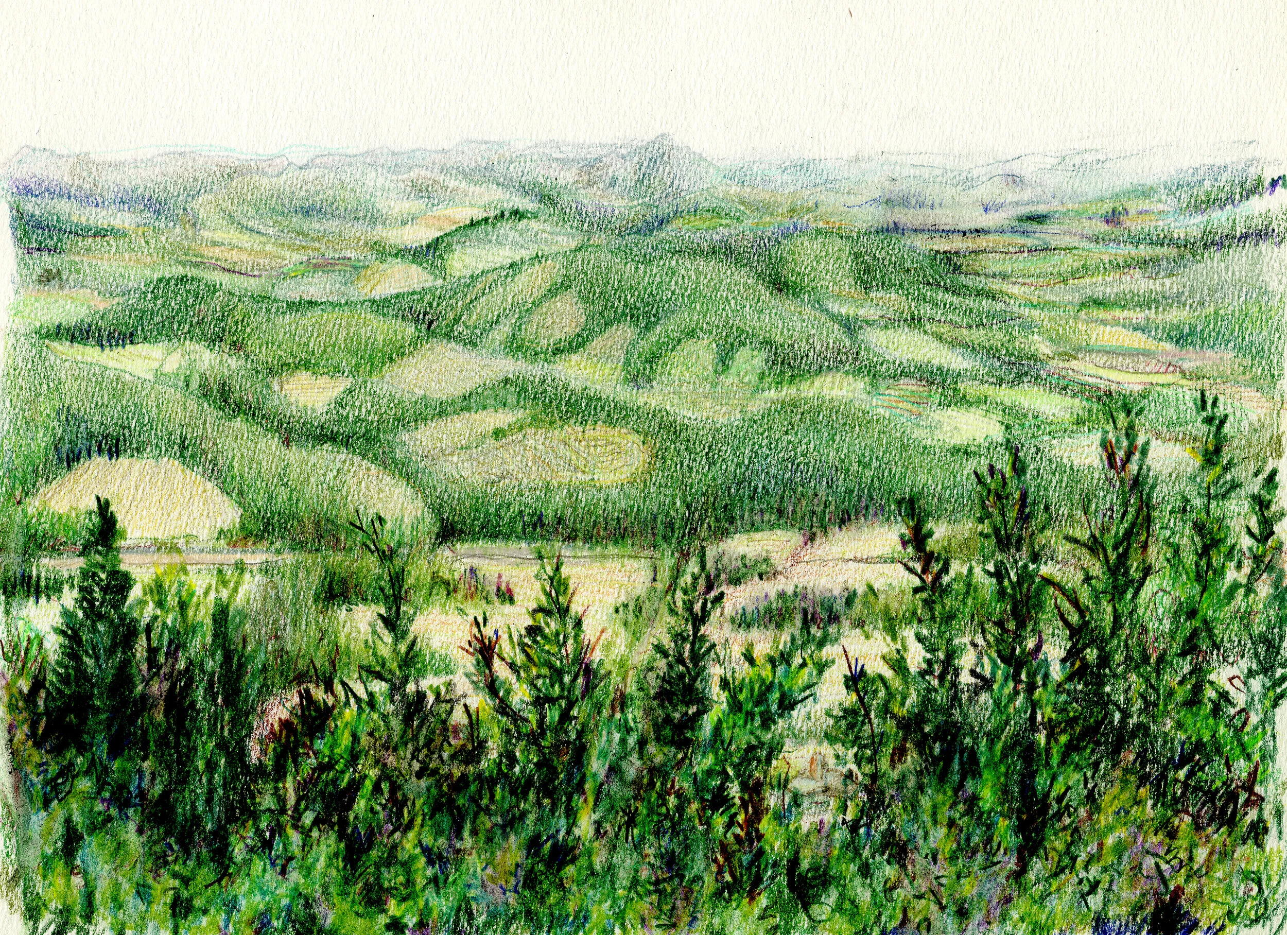 Clear Cut