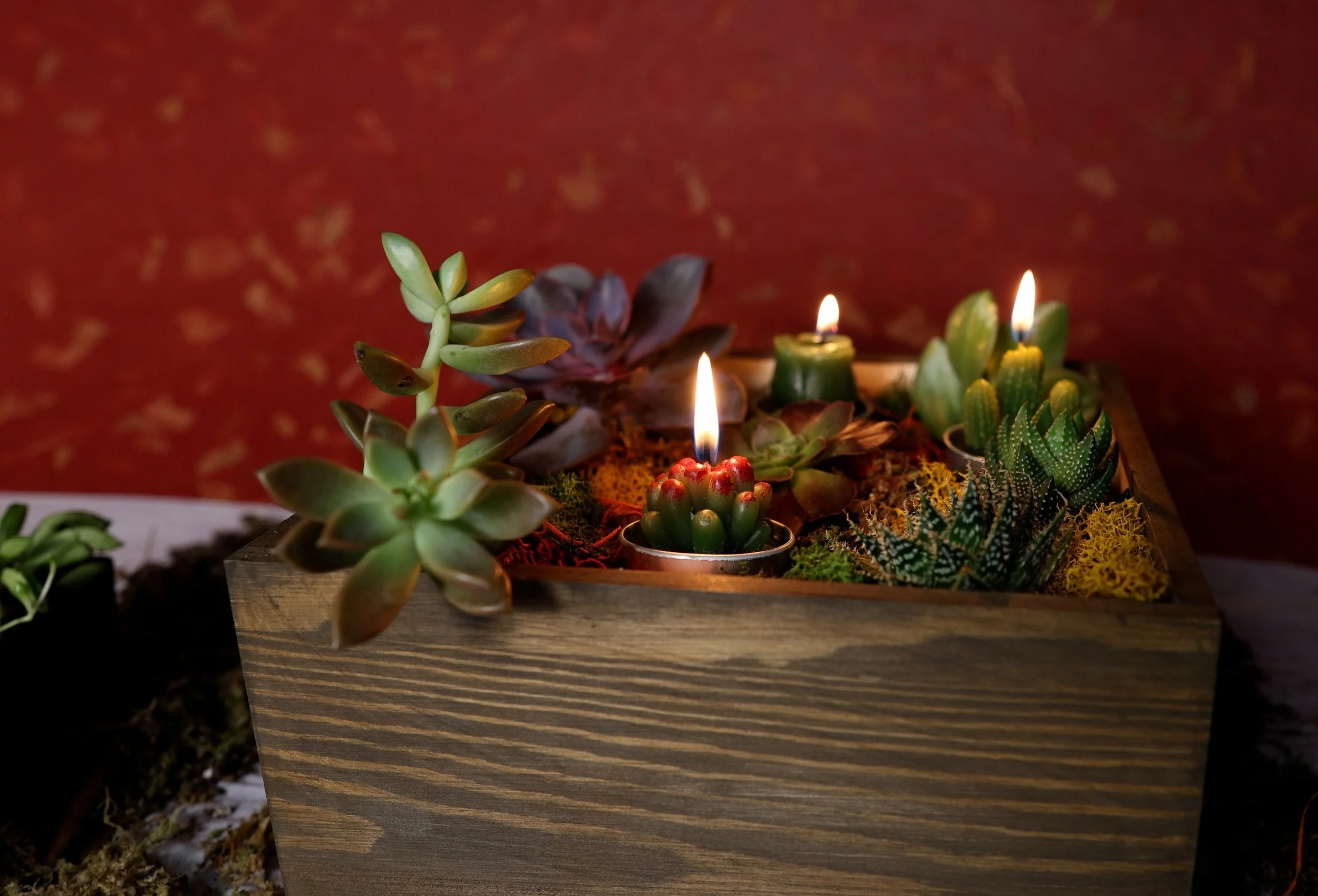 Bonsai &amp; Brew - Miyabi Workshop