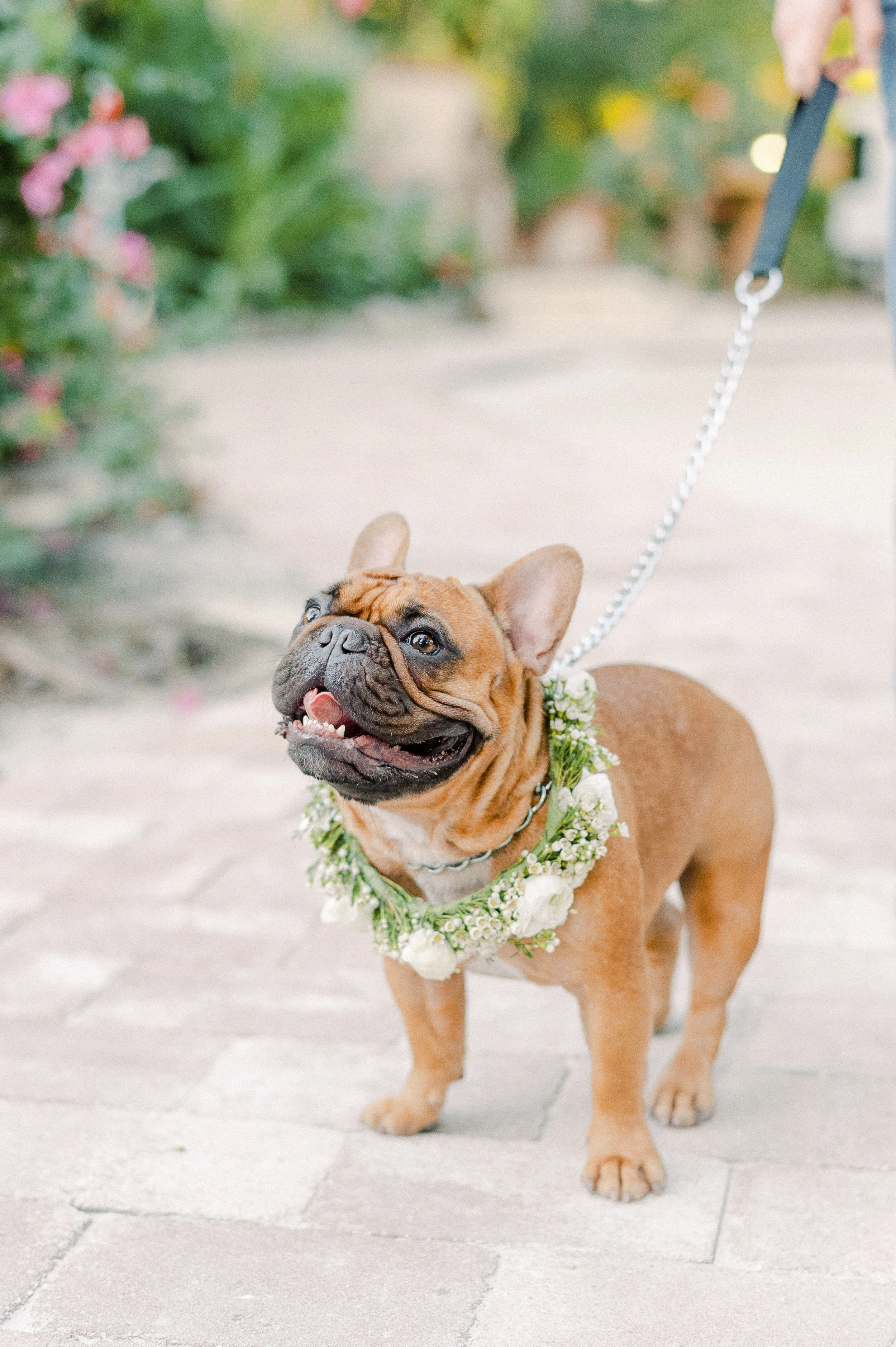 A cute French Bulldog wearing a flower garland around its neck, standing on a paved walkway outdoors.