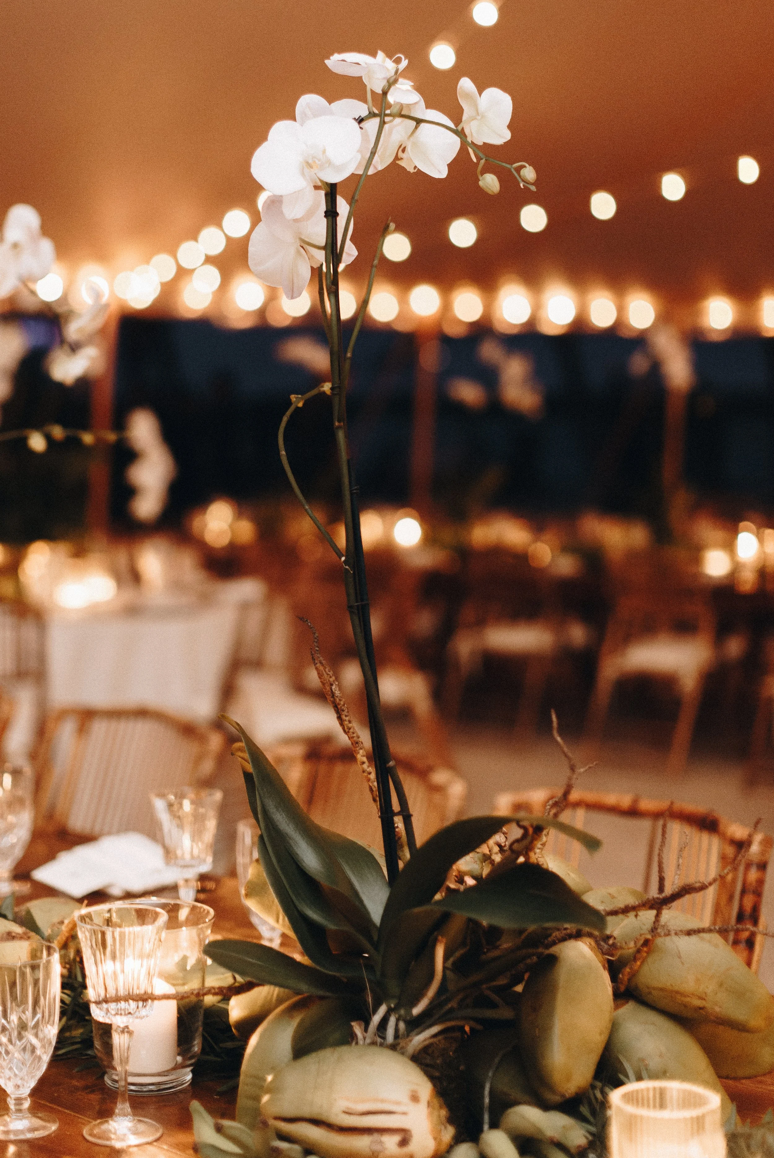 Elegant centerpiece with white orchids and coconuts on a decorated table with candles and string lights.