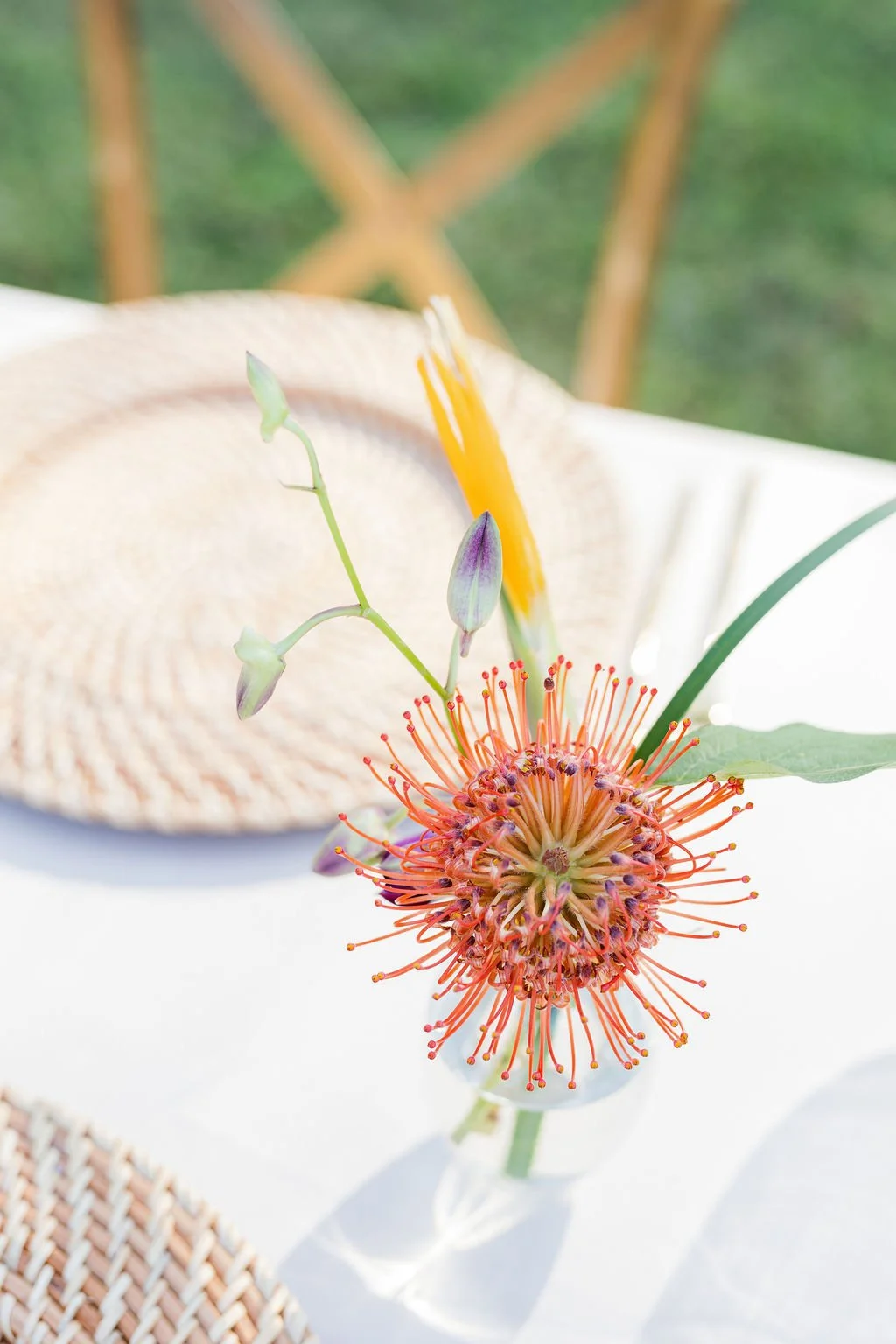 Close-up of a colorful flower with orange stamens and purple-tipped buds on a white surface, with a straw hat and a green outdoor background.