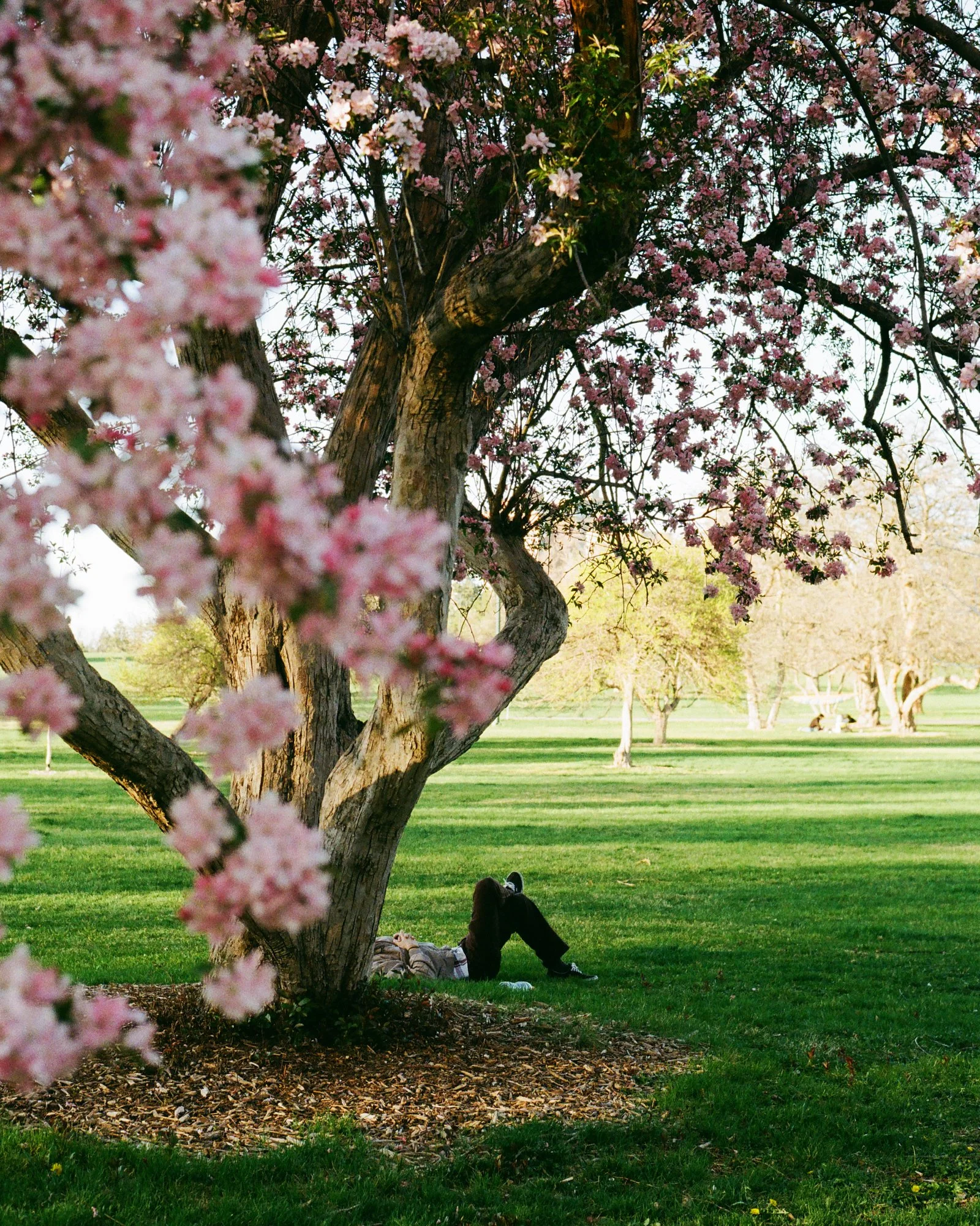 A person lies on the grass in a park under a large blossoming tree with pink flowers. The scene is peaceful, with green grass, trees, and sunlight in the background.