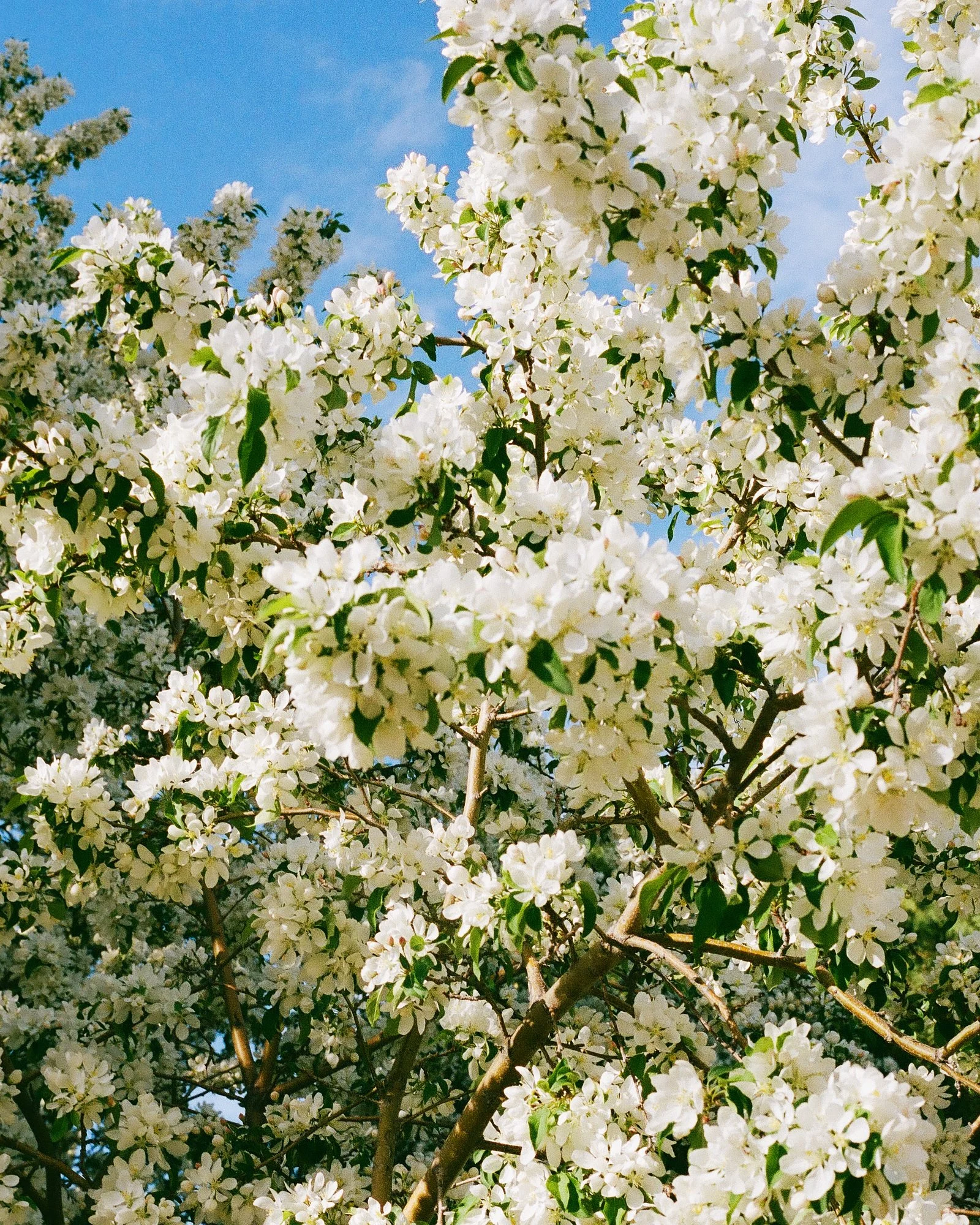 Tree branches filled with white blossoms against a bright blue sky.