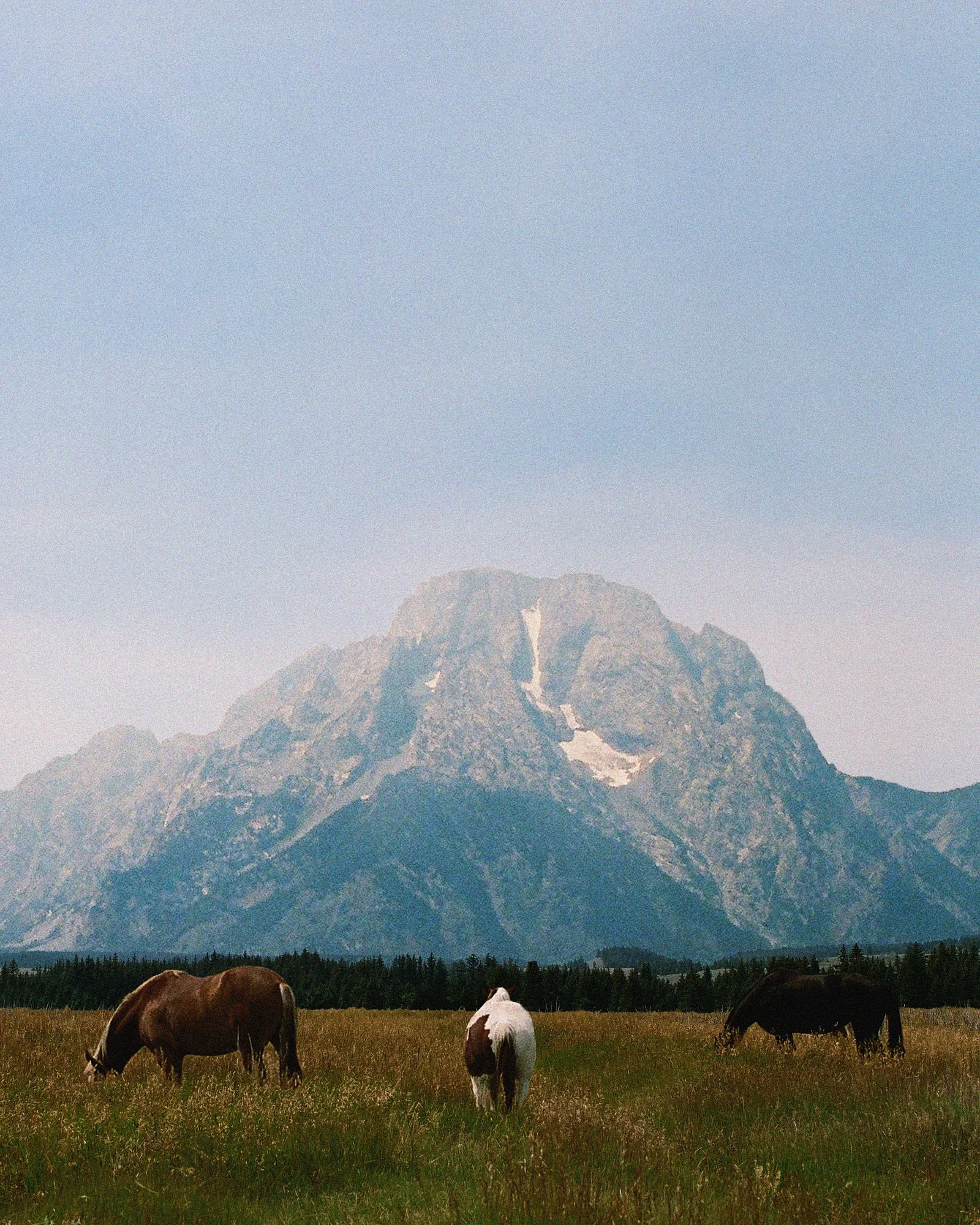 Four horses grazing in a grassy field with a mountain in the background under a clear sky.