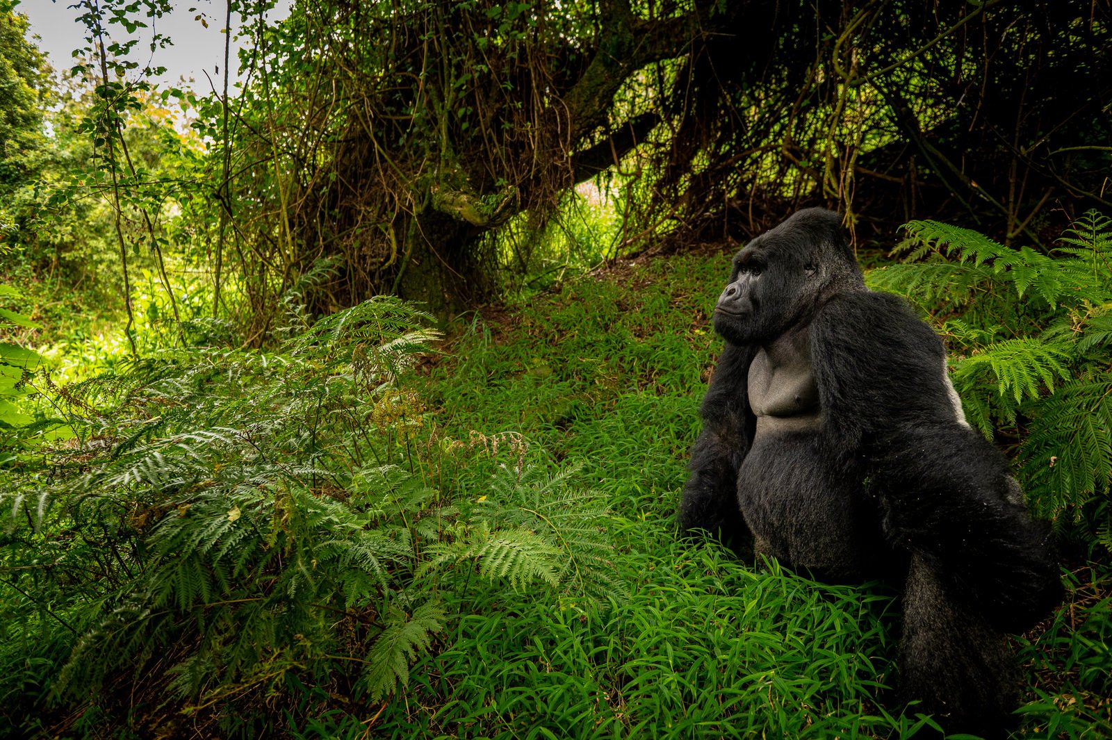 Mgahinga_National_Park_Nyakagezi_Family_Gorilla_Copyright_Kathleen_Ricker-7600.jpg