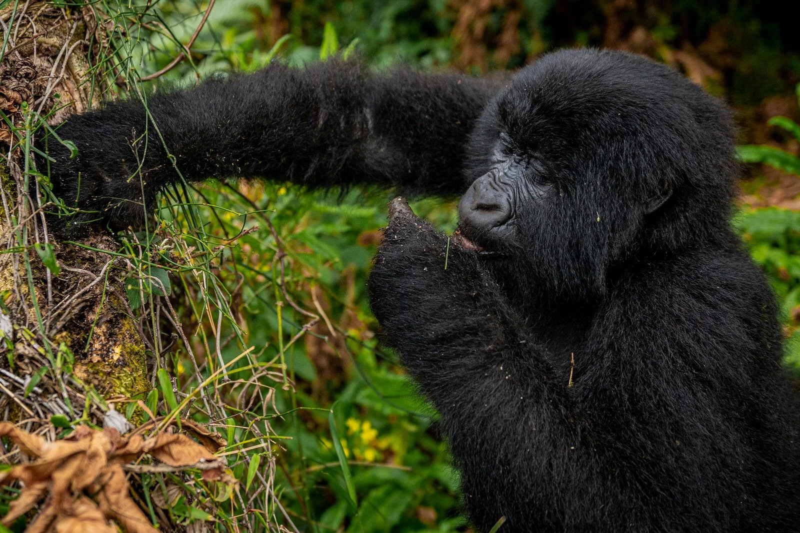 Mgahinga_National_Park_Nyakagezi_Family_Gorilla_Copyright_Kathleen_Ricker-7808.jpg