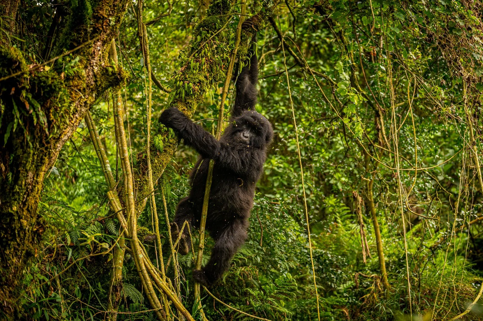 Mgahinga_National_Park_Nyakagezi_Family_Gorilla_Copyright_Kathleen_Ricker-7572.jpg