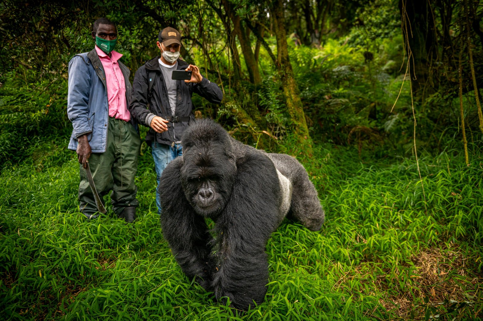 Mgahinga_National_Park_Nyakagezi_Family_Gorilla_Copyright_Kathleen_Ricker-7553.jpg