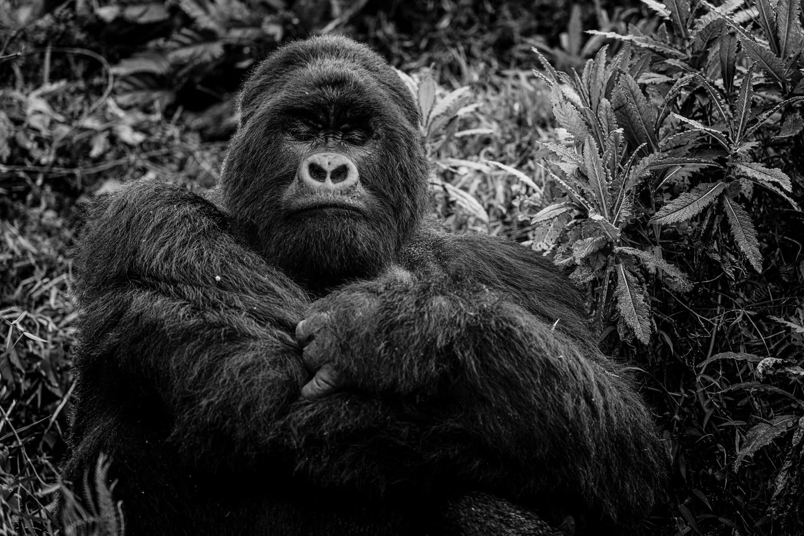 Mgahinga_National_Park_Nyakagezi_Family_Gorilla_Copyright_Kathleen_Ricker-3077.jpg