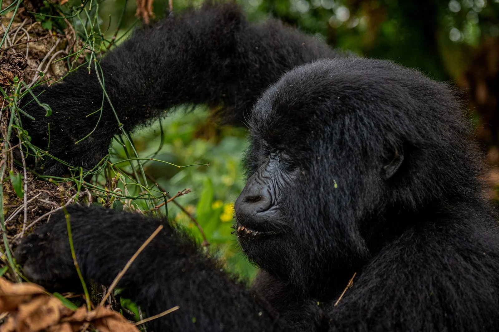 Mgahinga_National_Park_Nyakagezi_Family_Gorilla_Copyright_Kathleen_Ricker-7796.jpg
